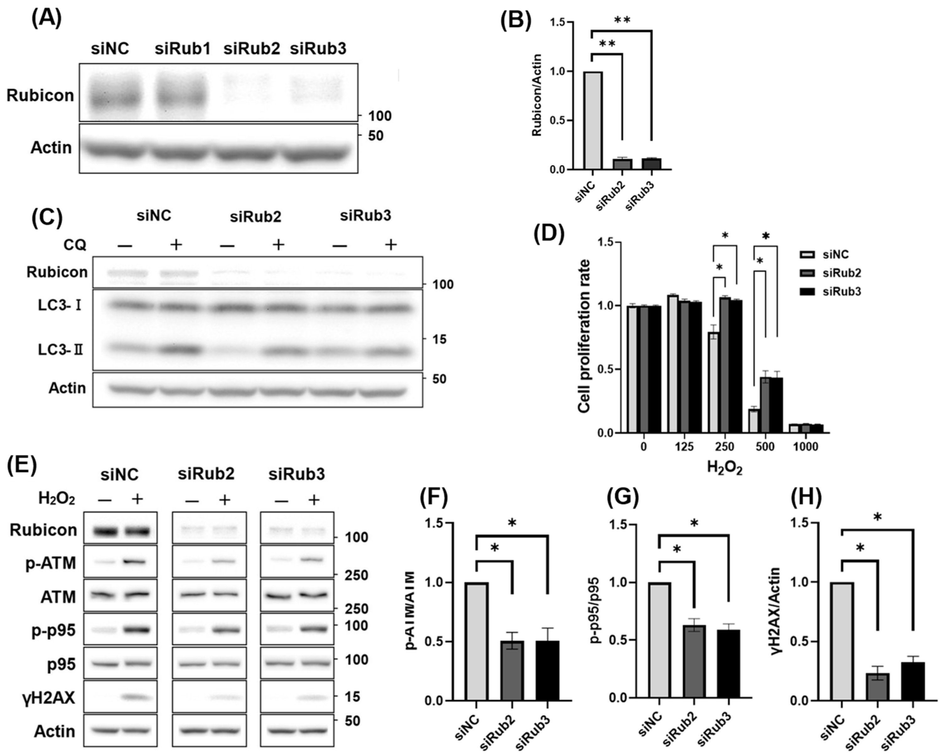 Antioxidants 14 00470 g005