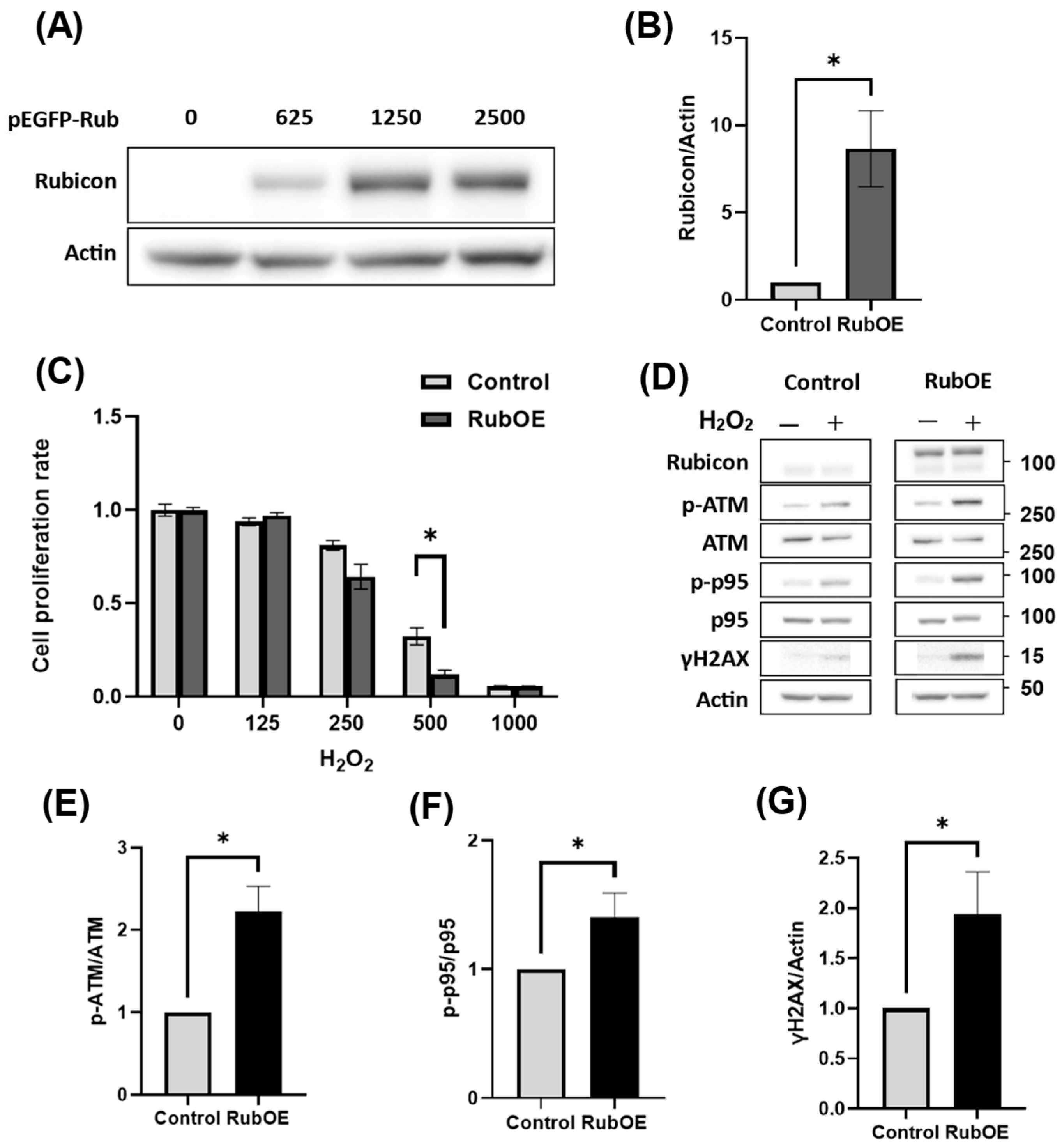 Antioxidants 14 00470 g006