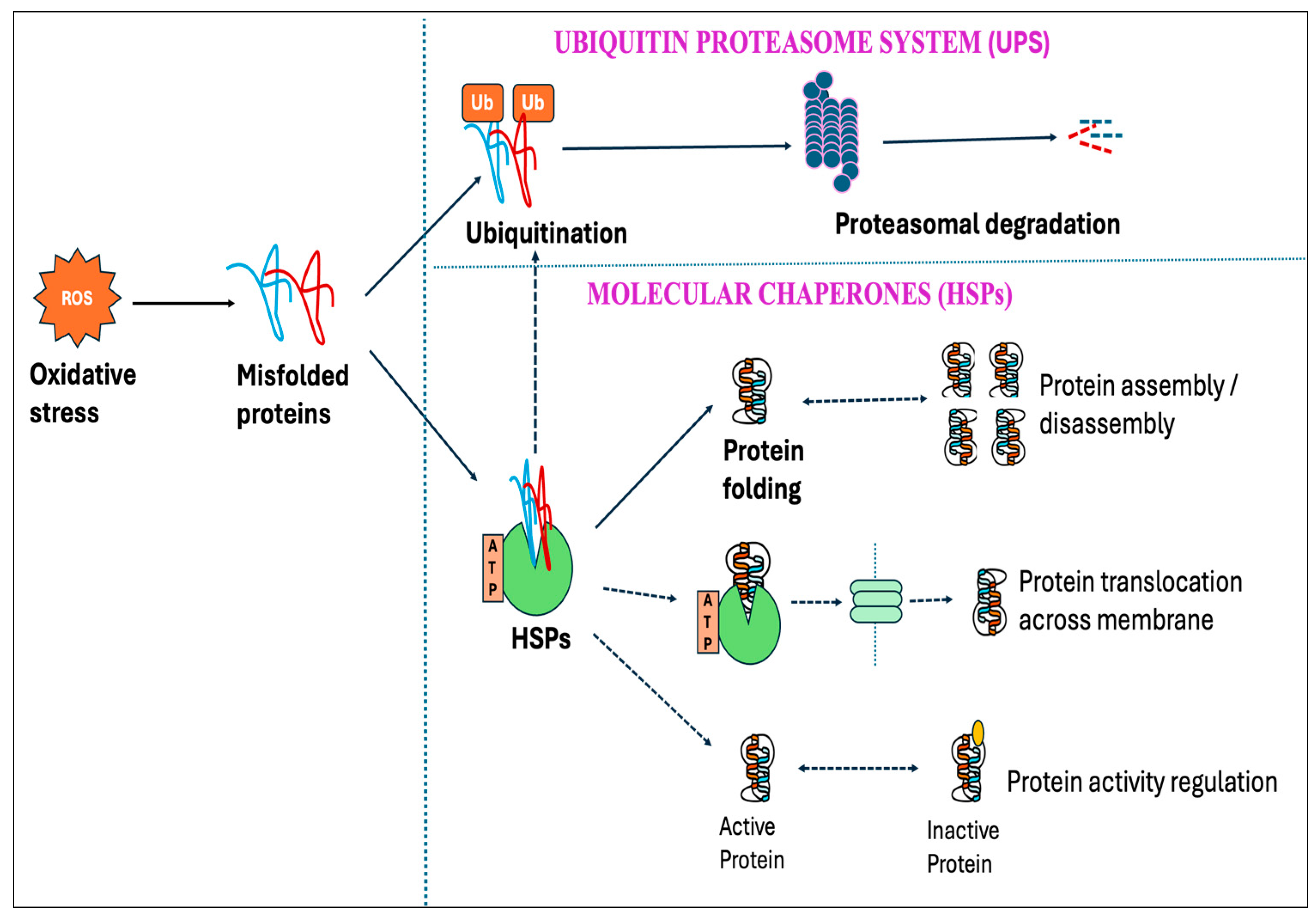 Antioxidants 14 00471 g011