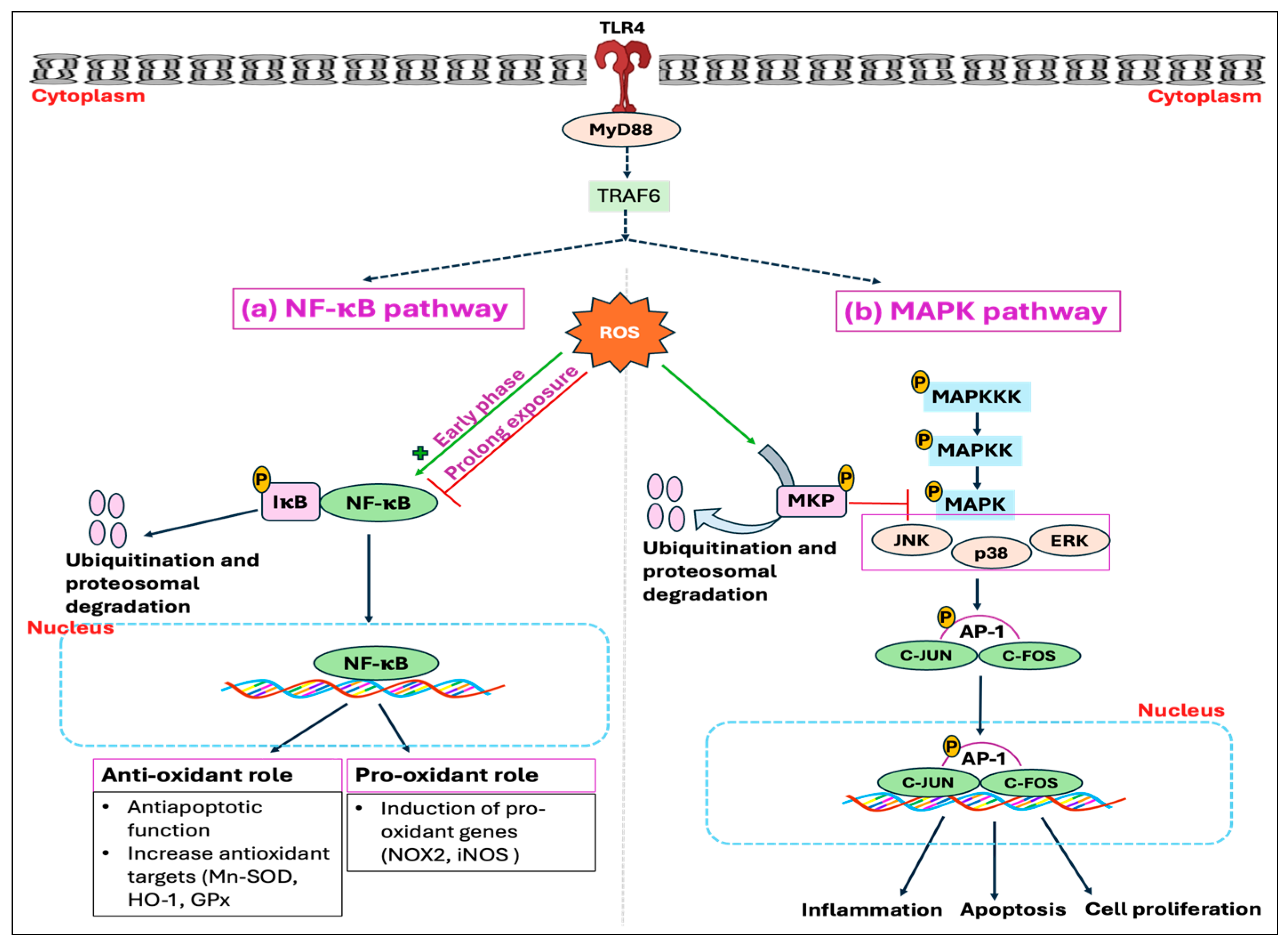 Antioxidants 14 00471 g013