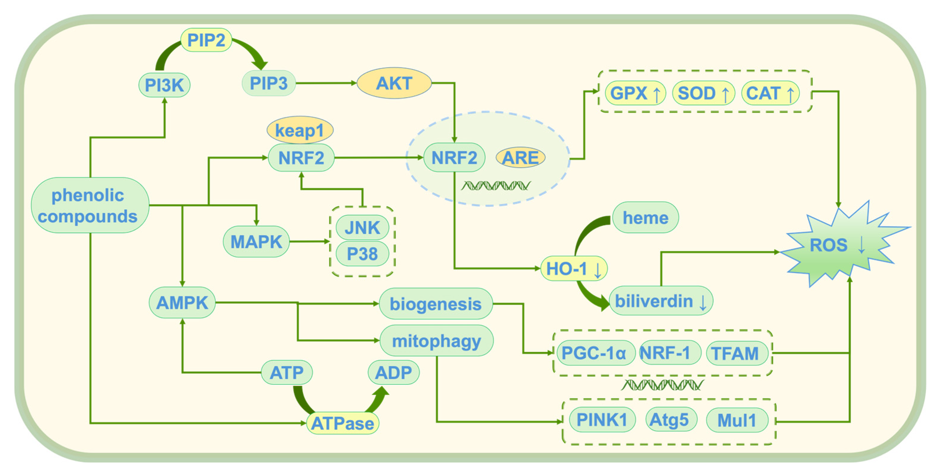 Antioxidants 14 00476 g005