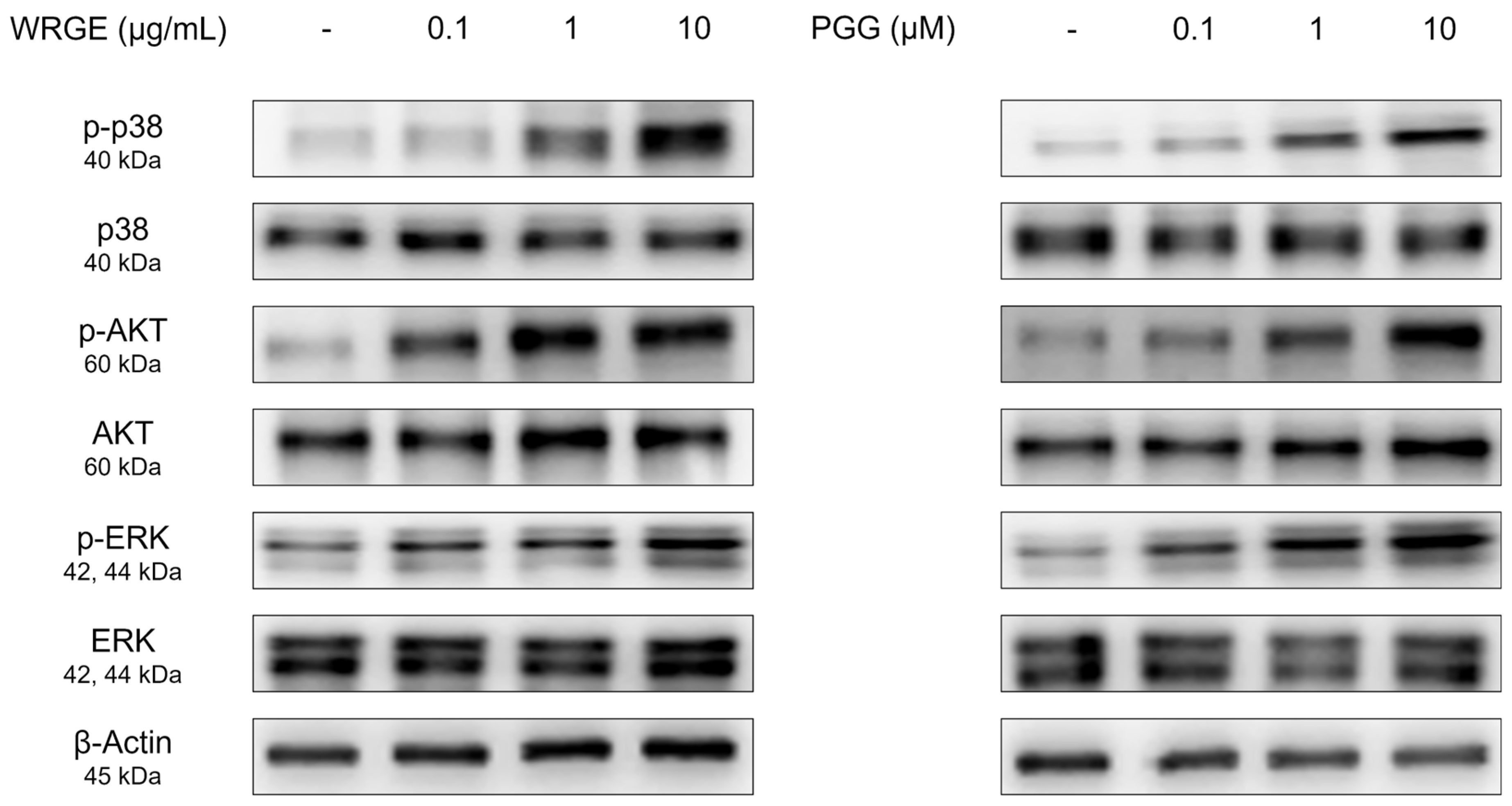 Antioxidants 14 00477 g006