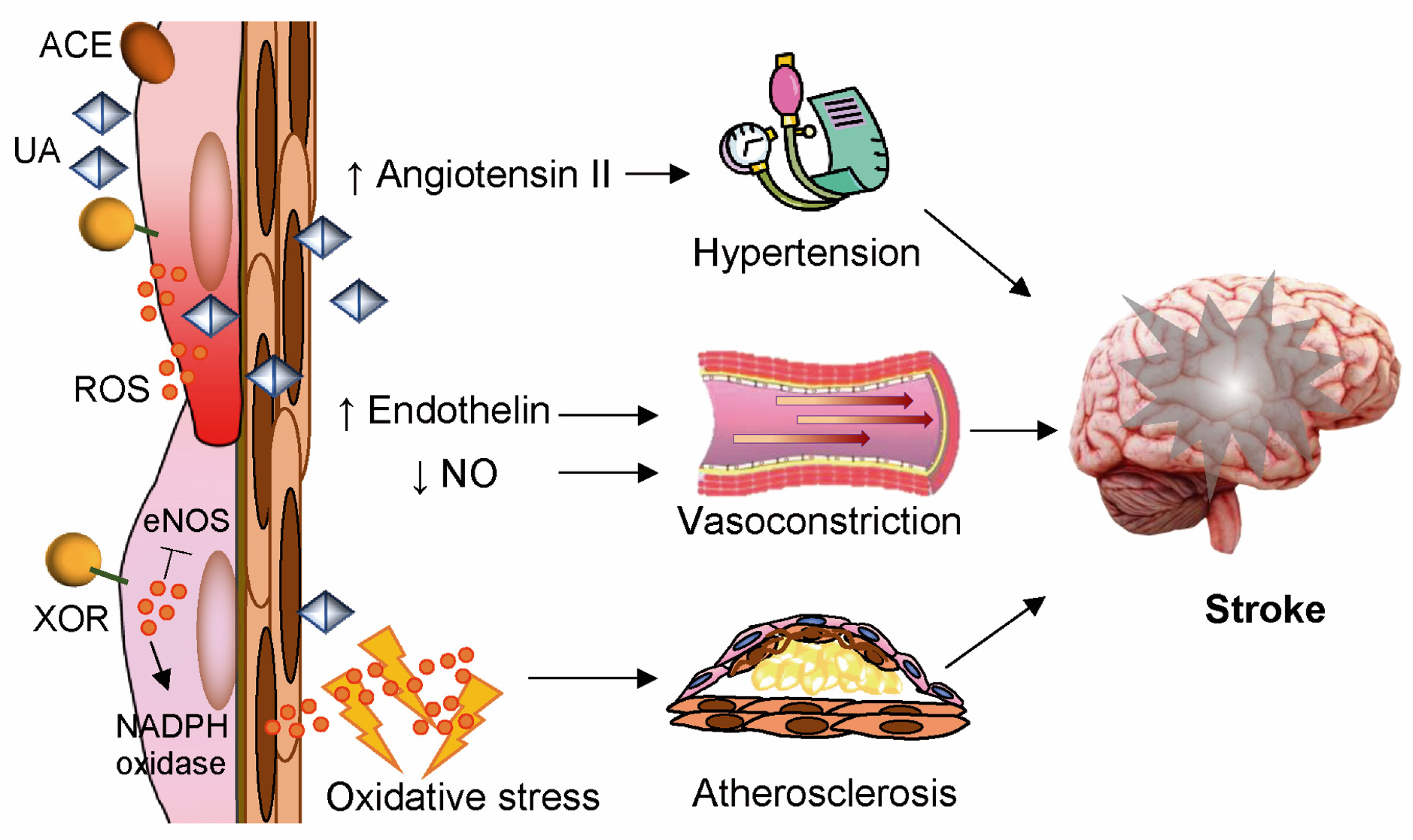 Antioxidants 14 00483 g003