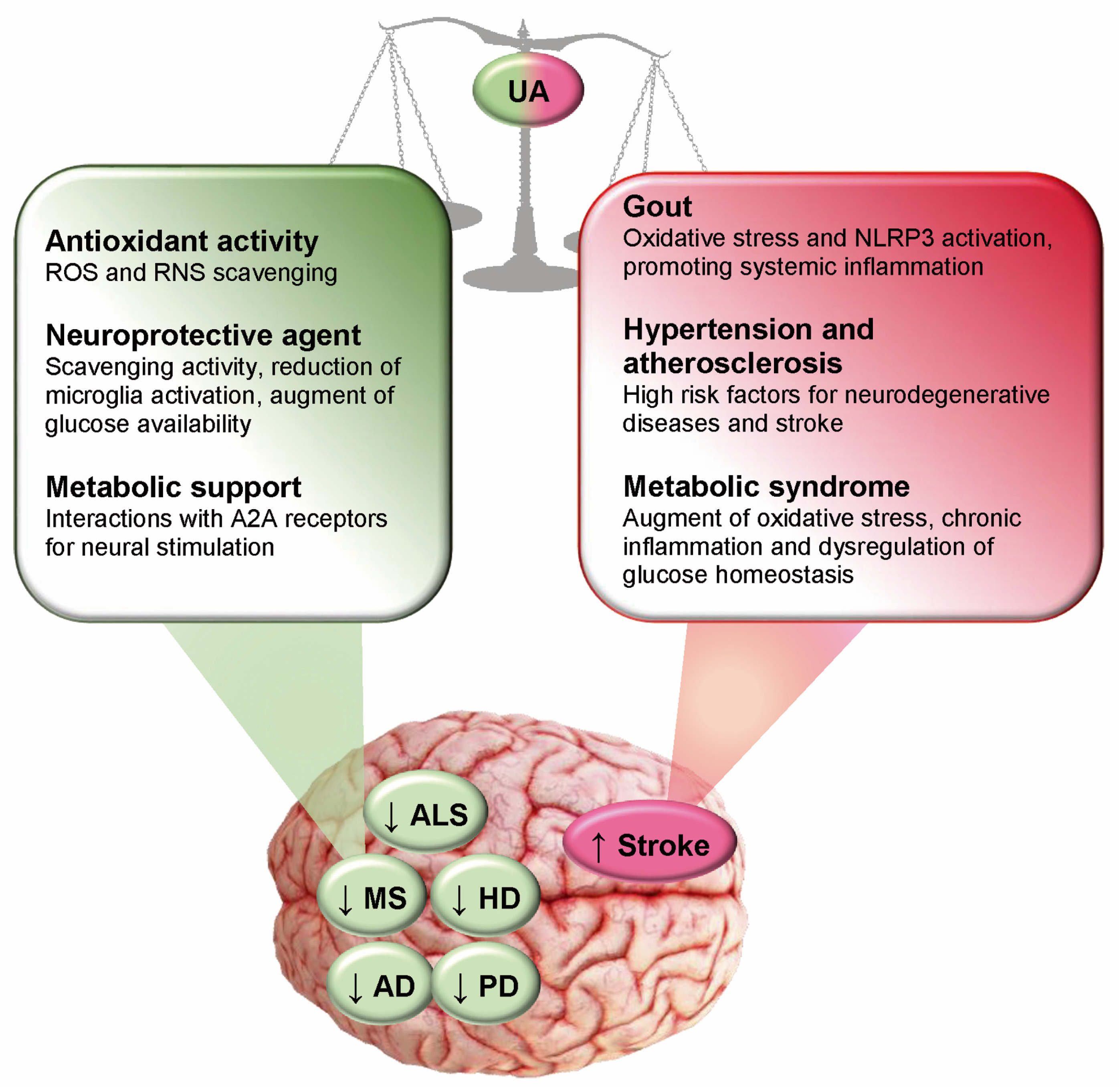 Antioxidants 14 00483 g004