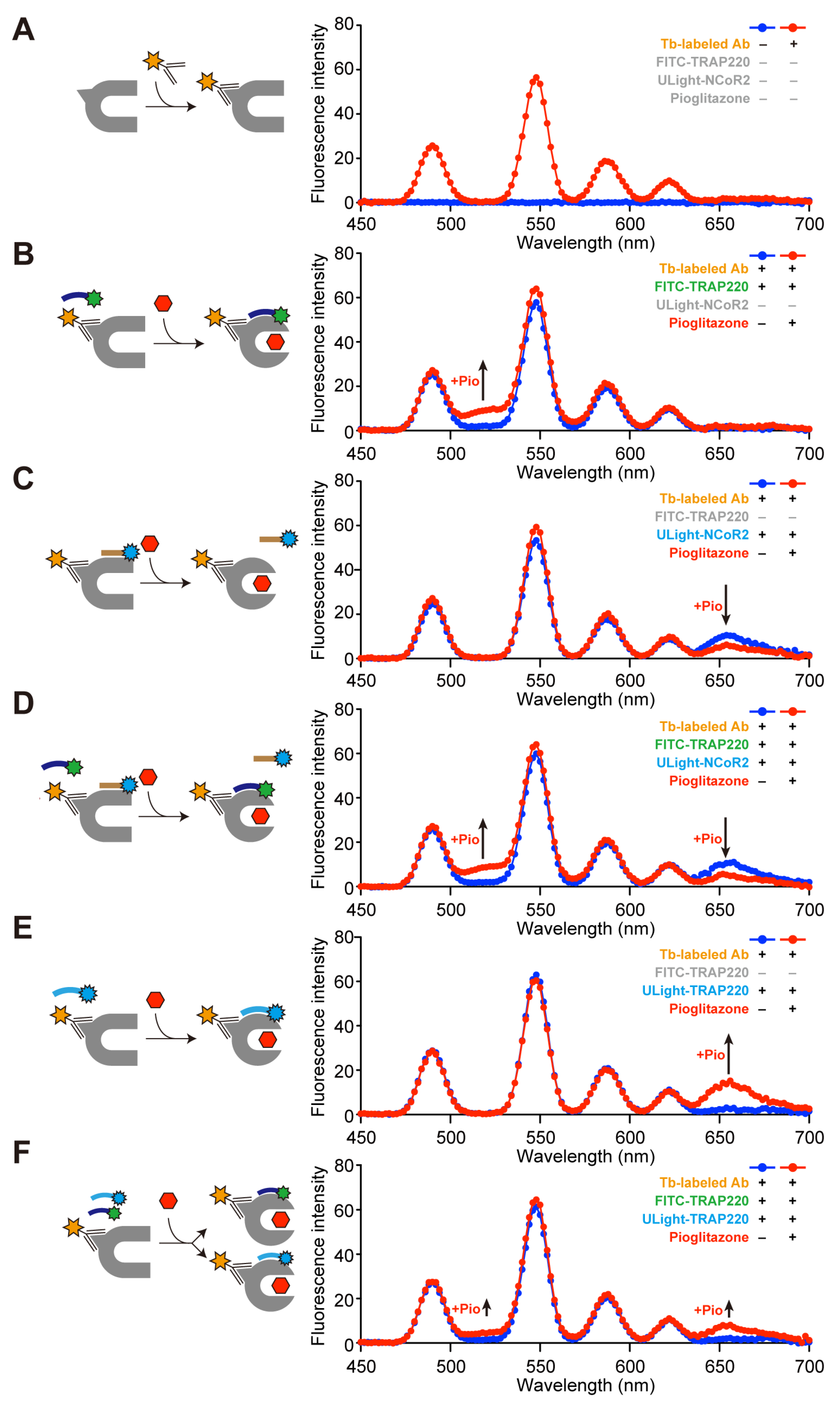 Antioxidants 14 00494 g001