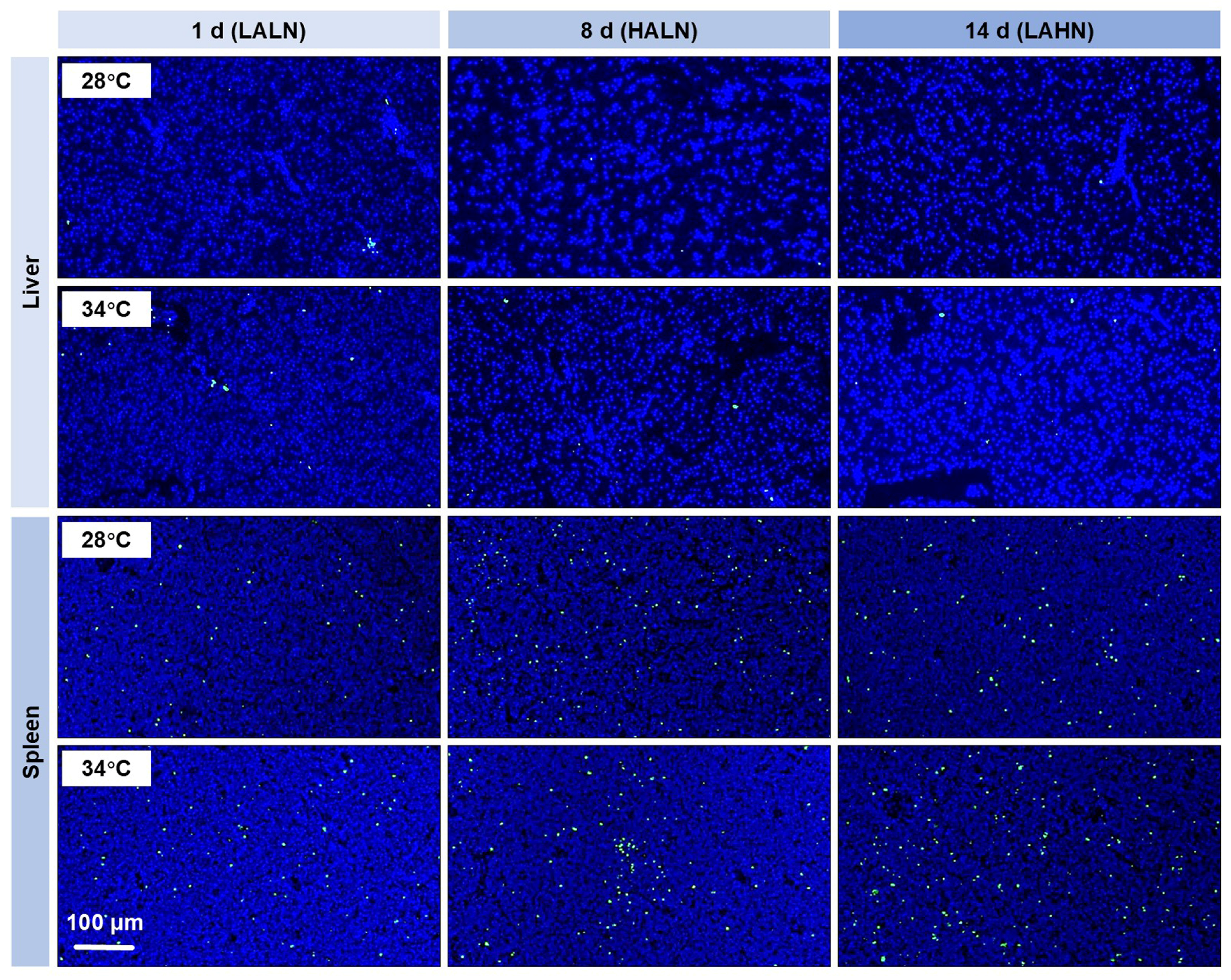 Antioxidants 14 00495 g004