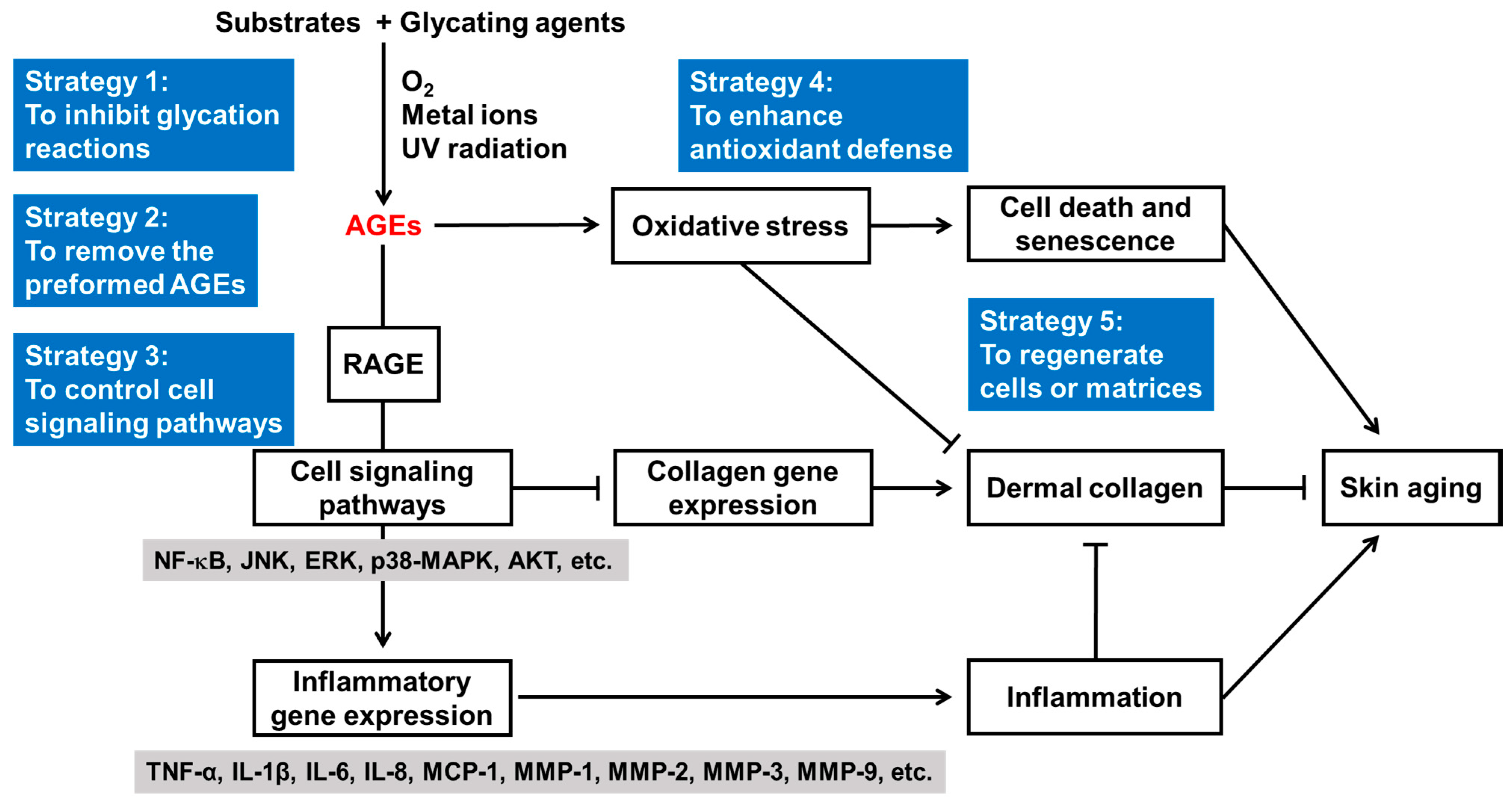 Antioxidants 14 00498 g002 Antioxidants 14 00498 g002
