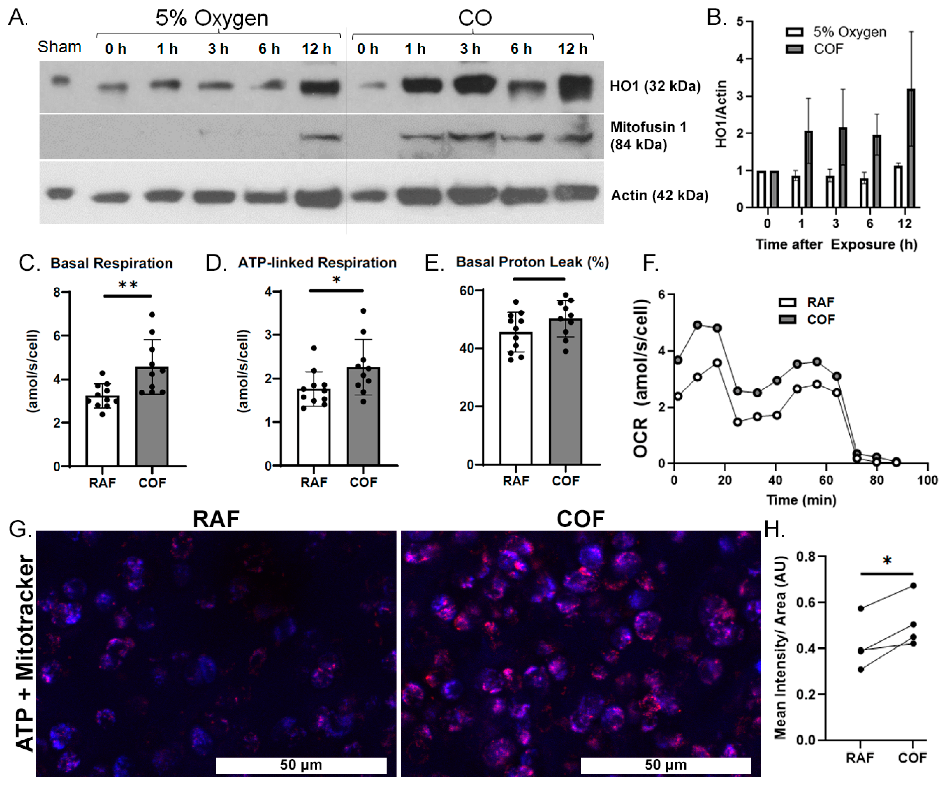 Antioxidants 14 00514 g001