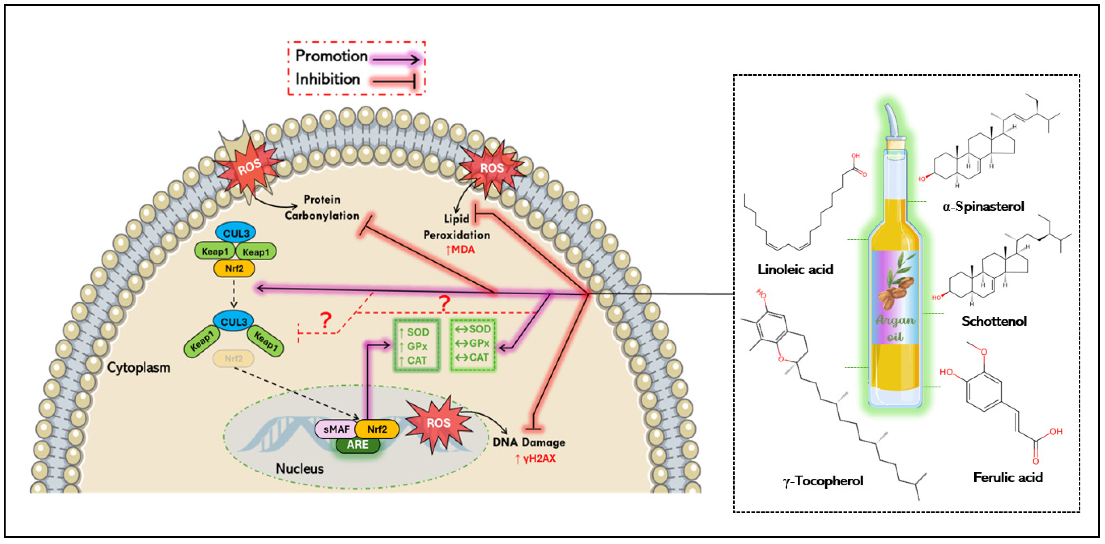 Antioxidants 14 00515 g004