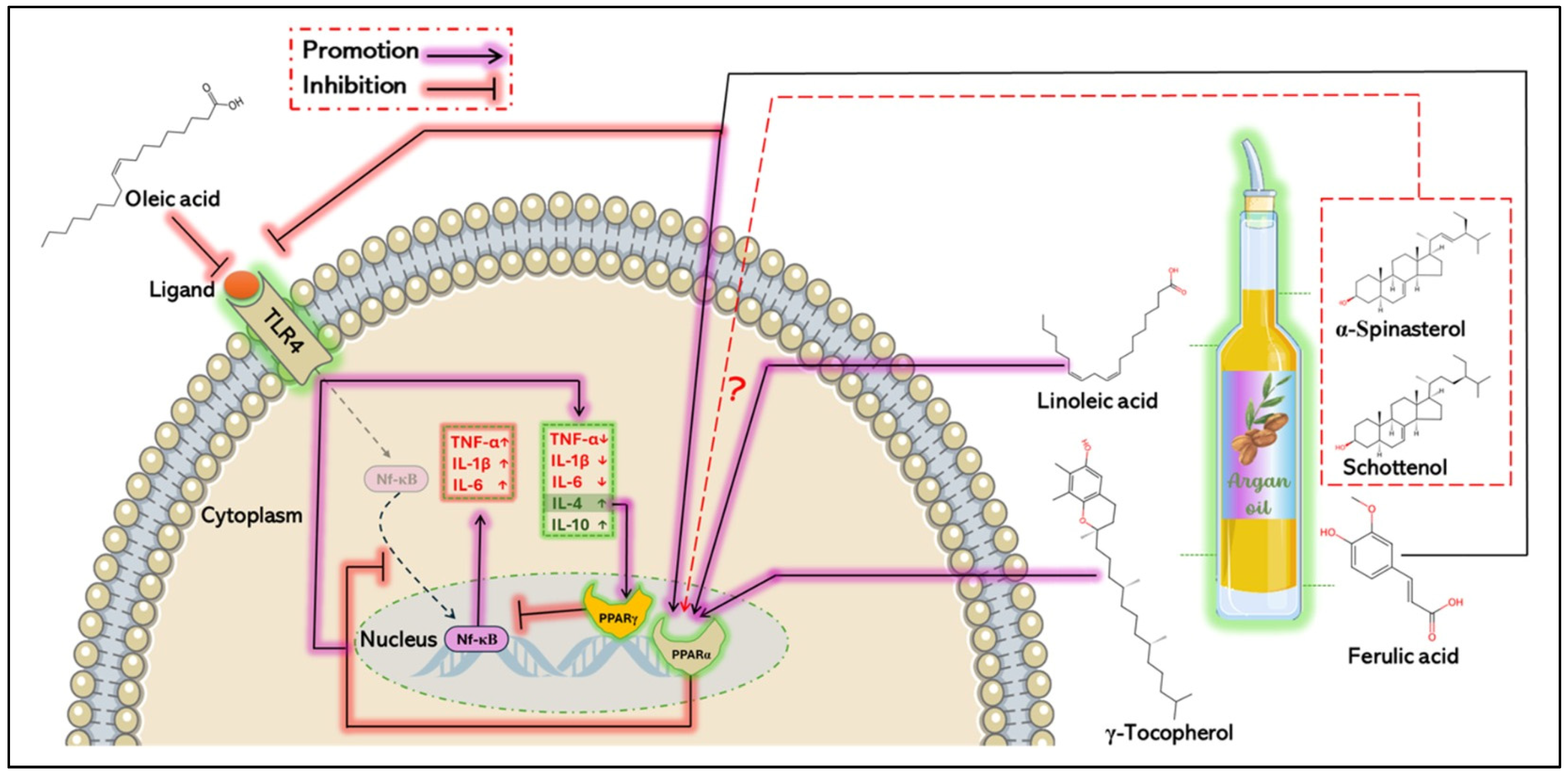 Antioxidants 14 00515 g005
