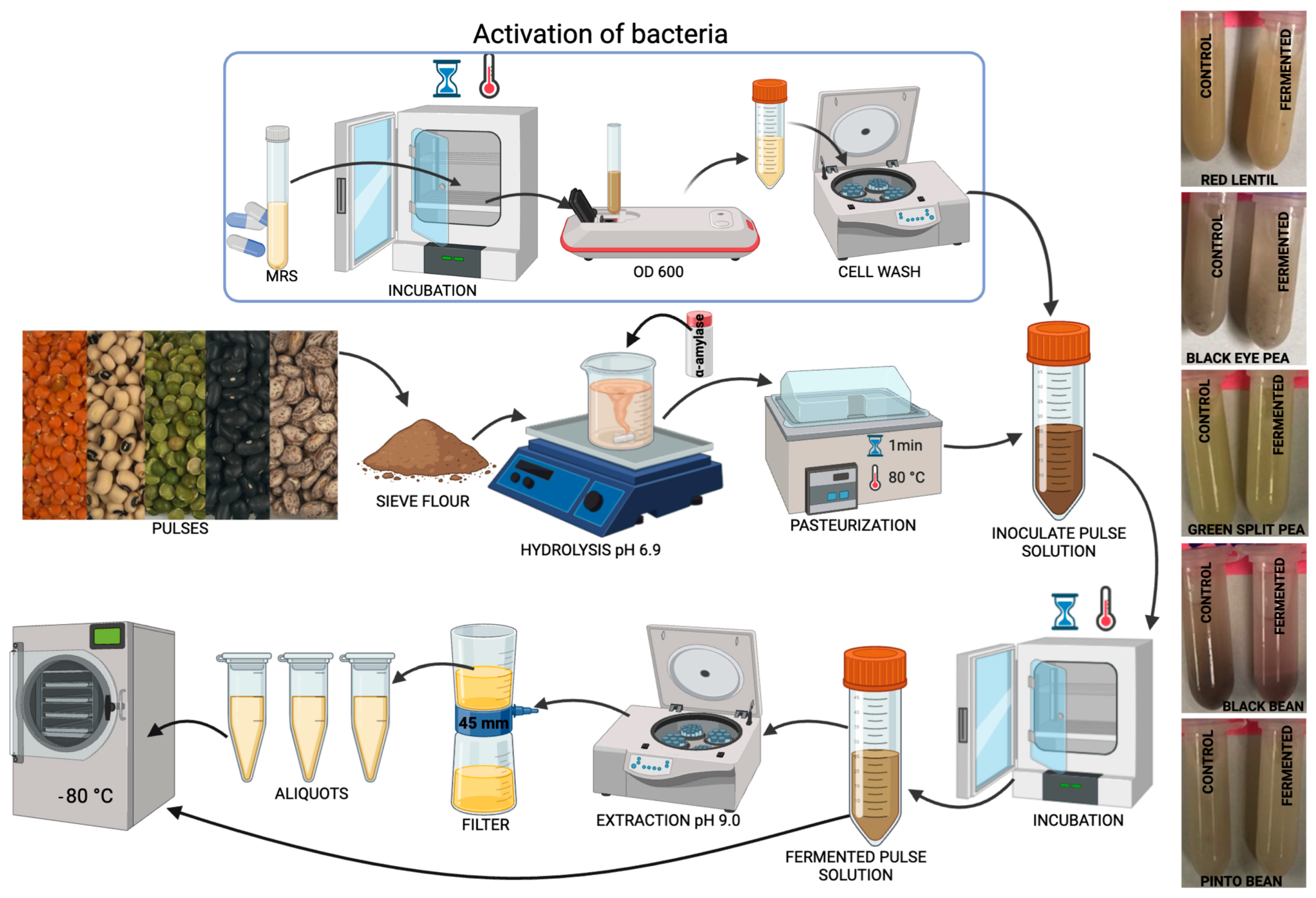 Antioxidants 14 00523 g001