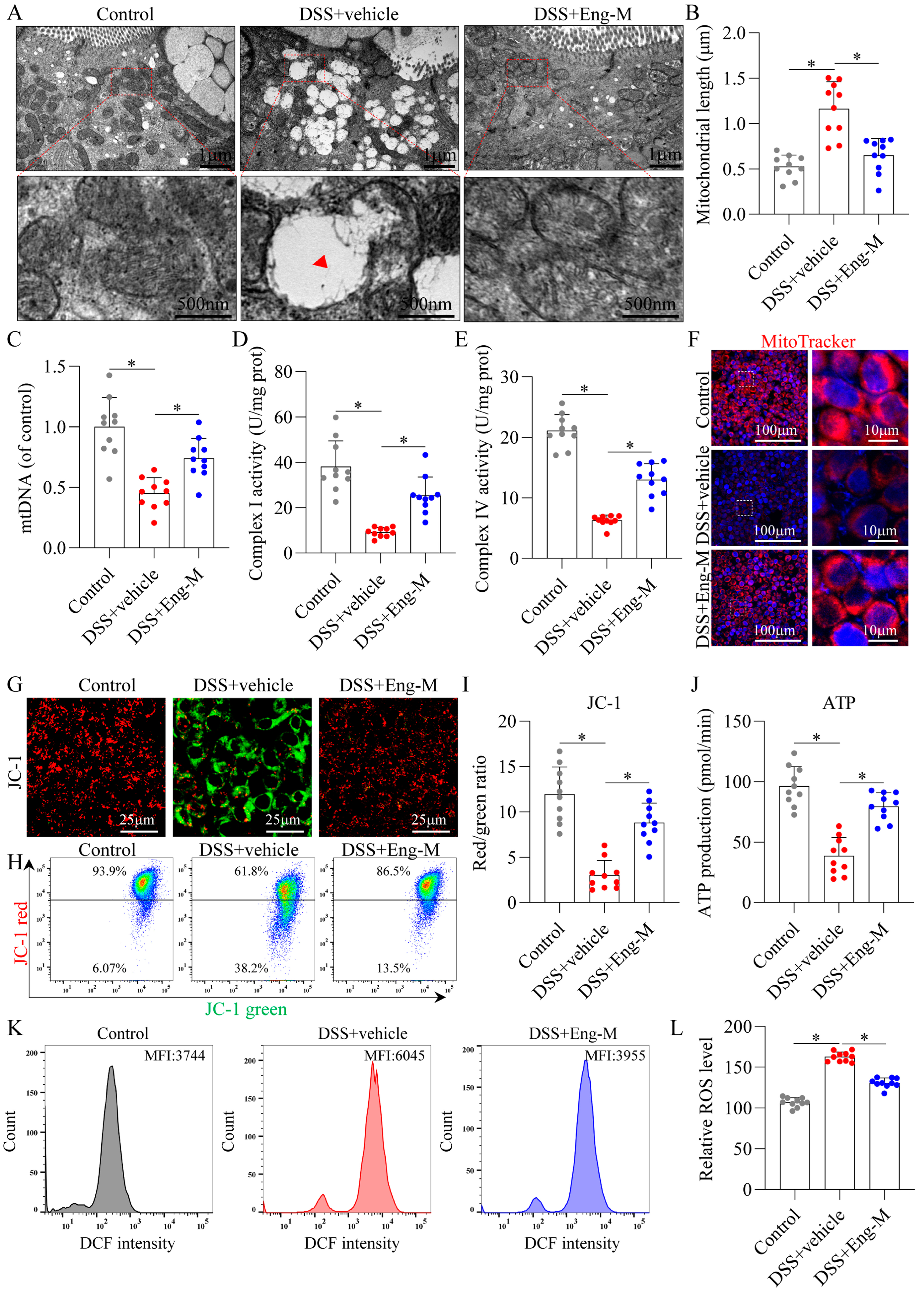 Antioxidants 14 00524 g005