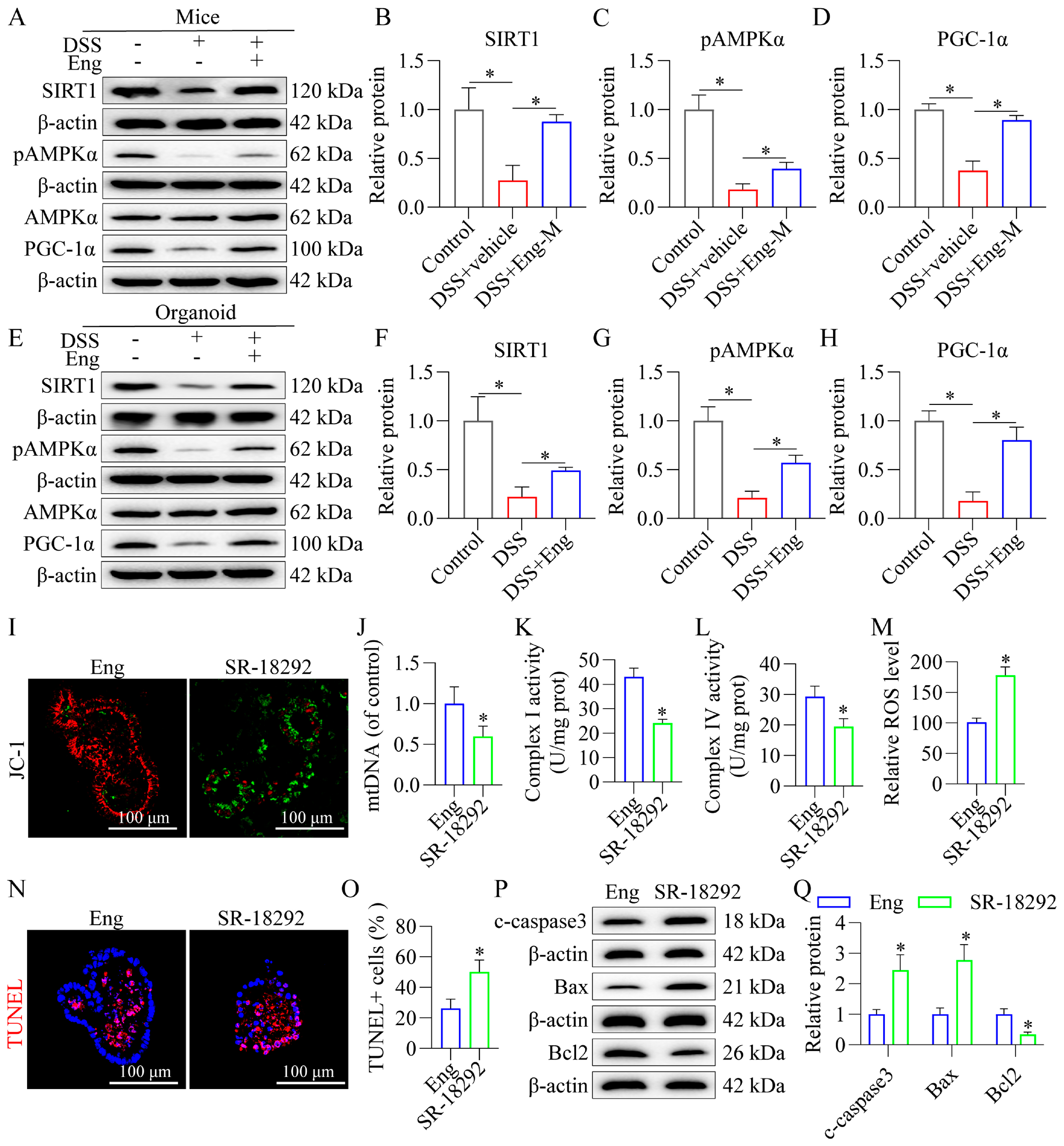 Antioxidants 14 00524 g007