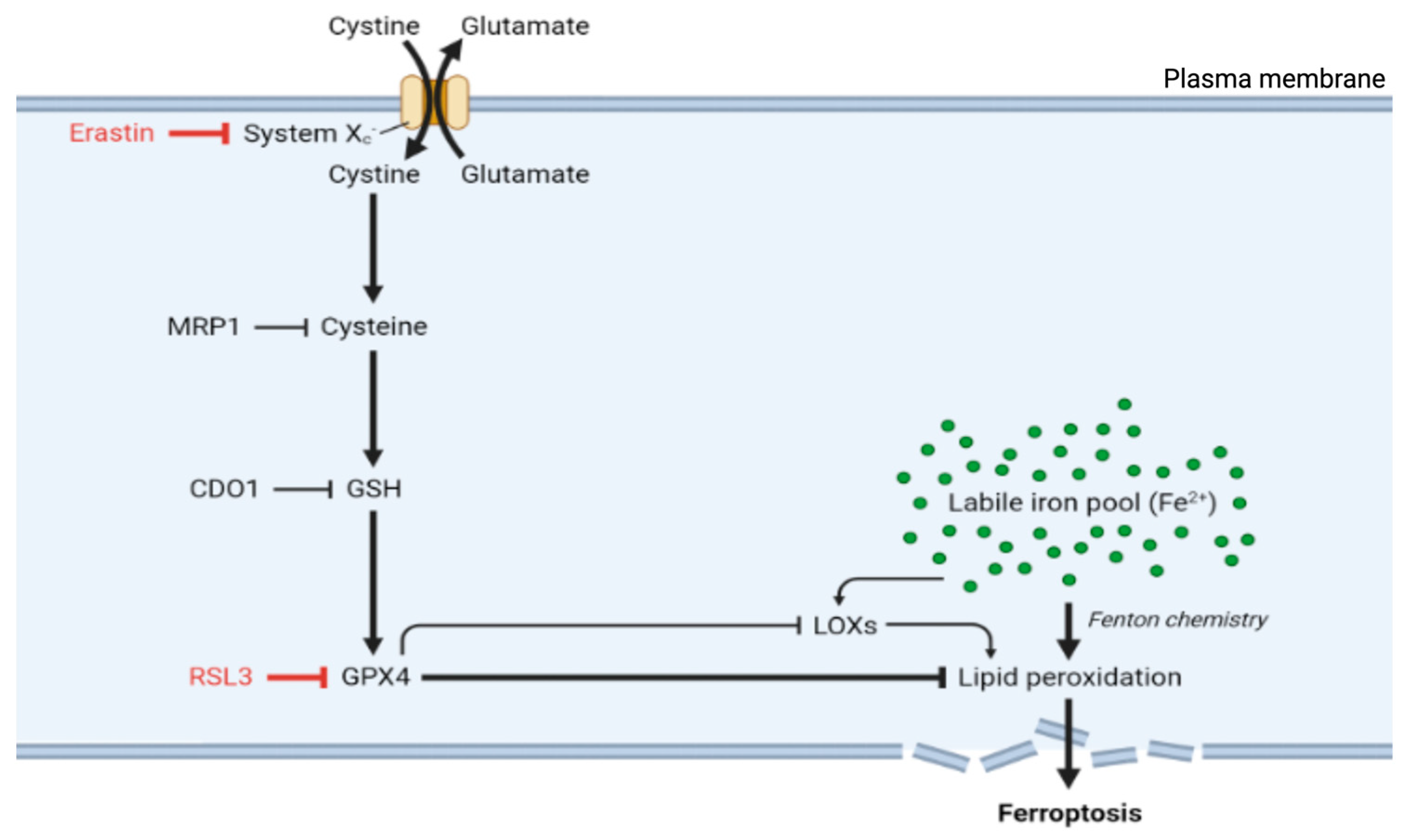 Antioxidants 14 00527 g001