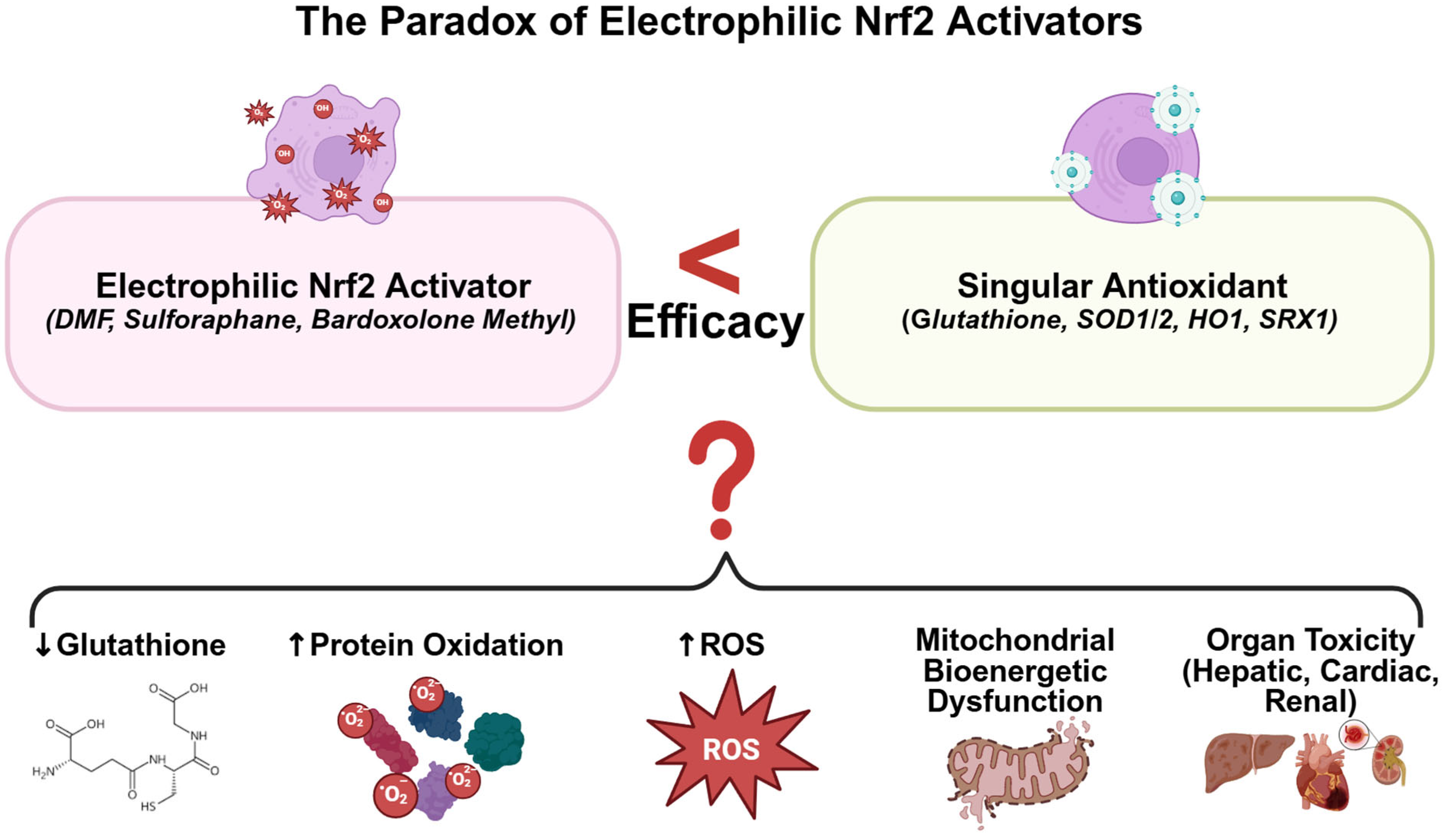 Antioxidants 14 01047 g001 Antioxidants 14 01047 g001