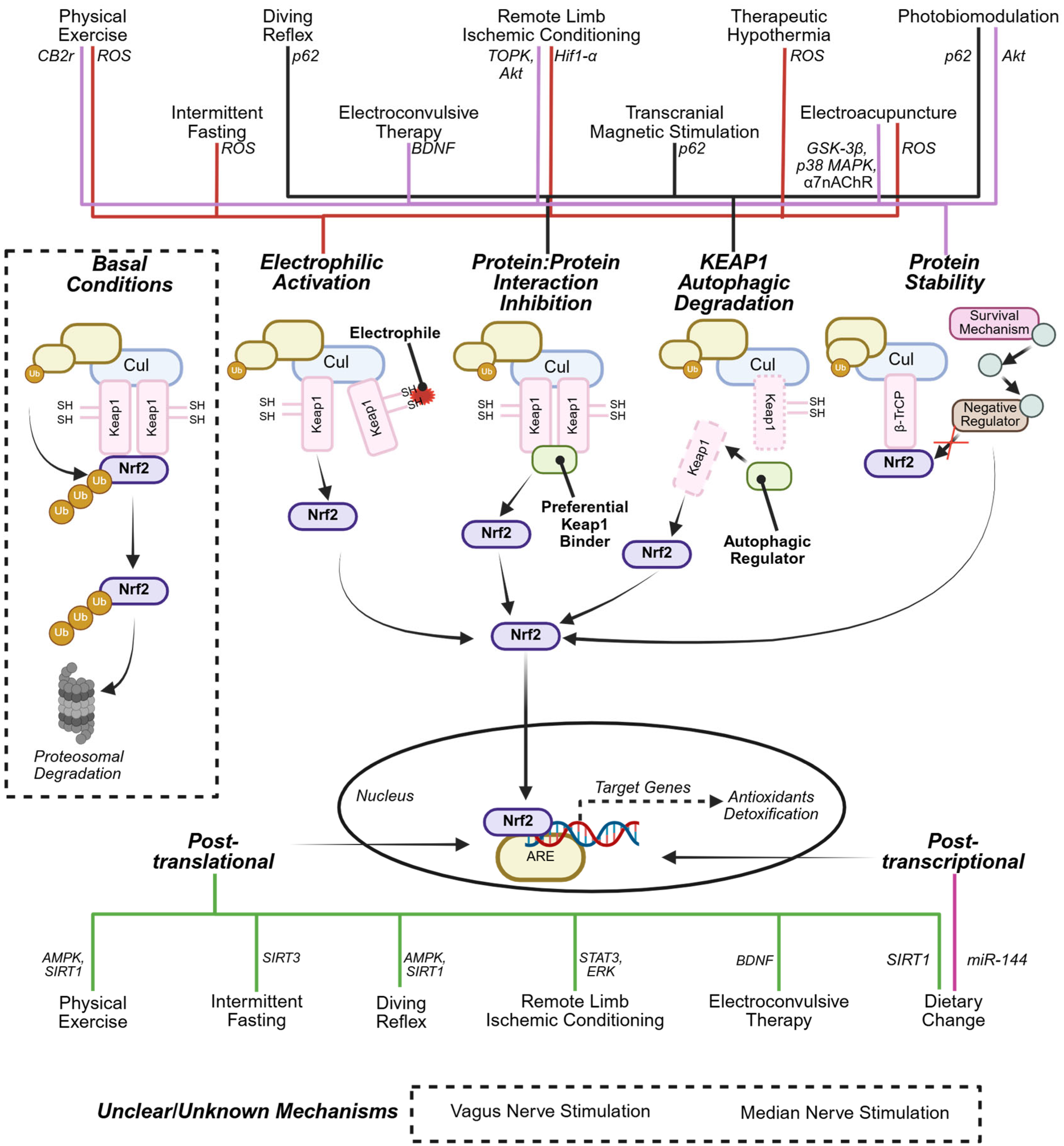 Antioxidants 14 01047 g003 Antioxidants 14 01047 g003