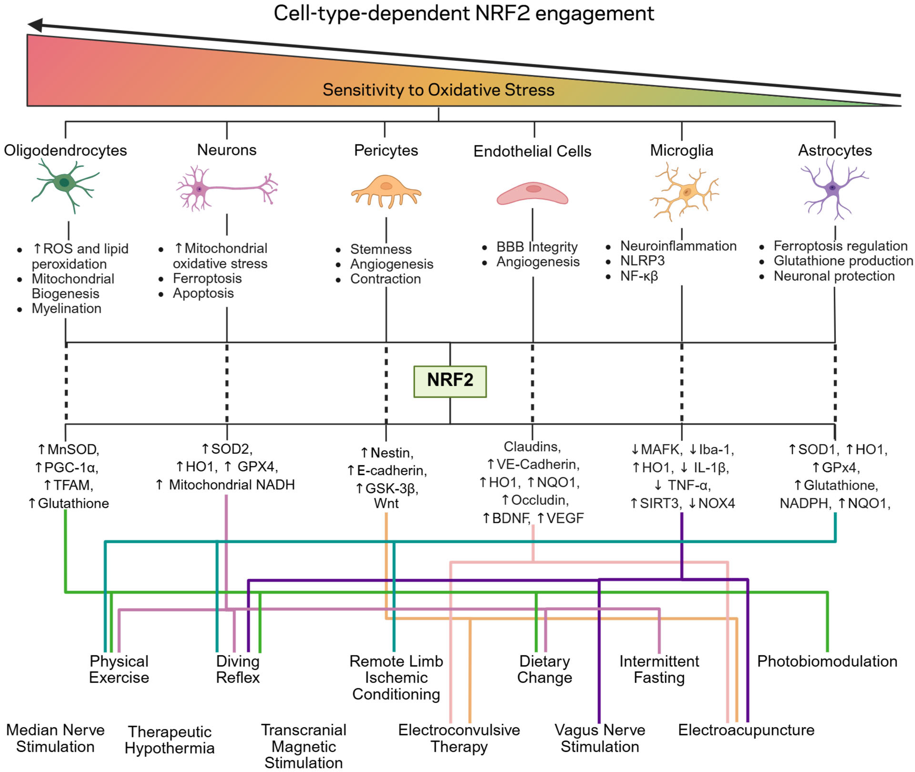 Antioxidants 14 01047 g004 Antioxidants 14 01047 g004