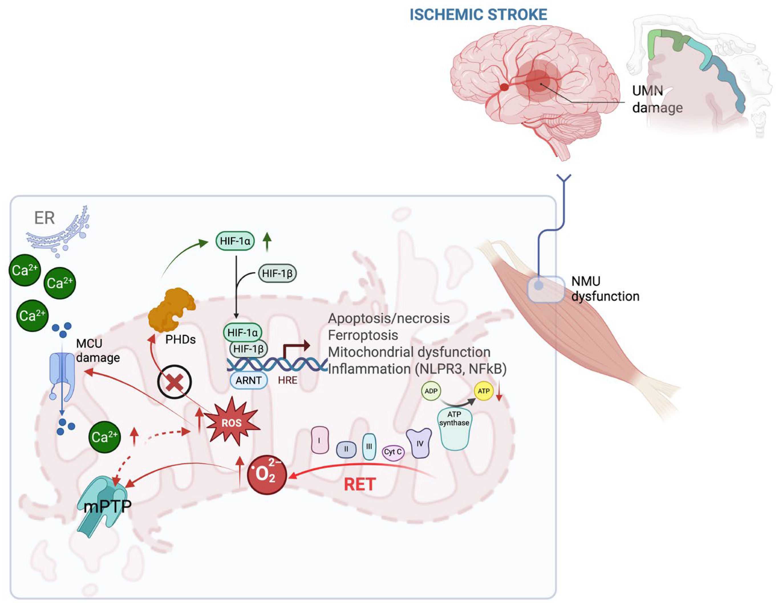 Antioxidants 14 01080 g001 Antioxidants 14 01080 g001