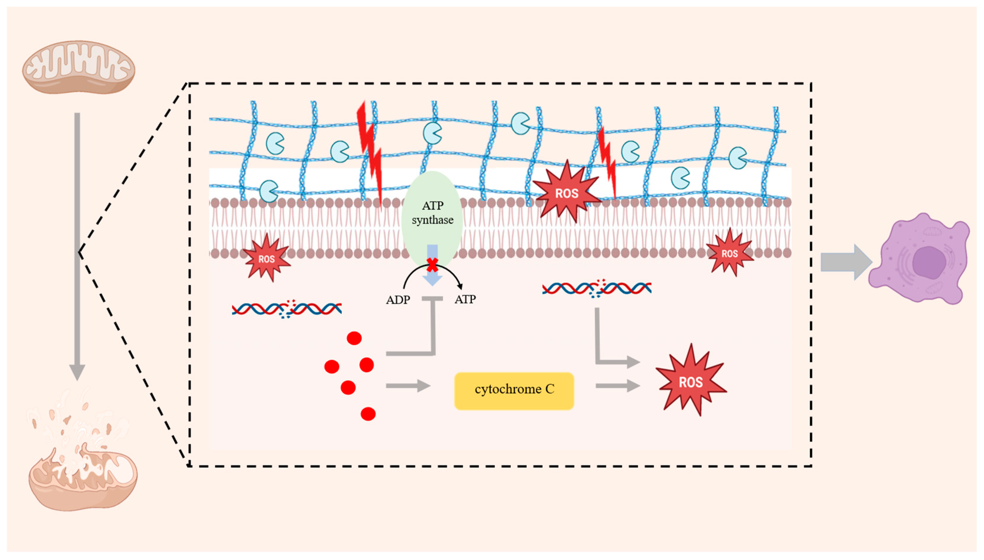 Antioxidants 14 01228 g001 Antioxidants 14 01228 g001