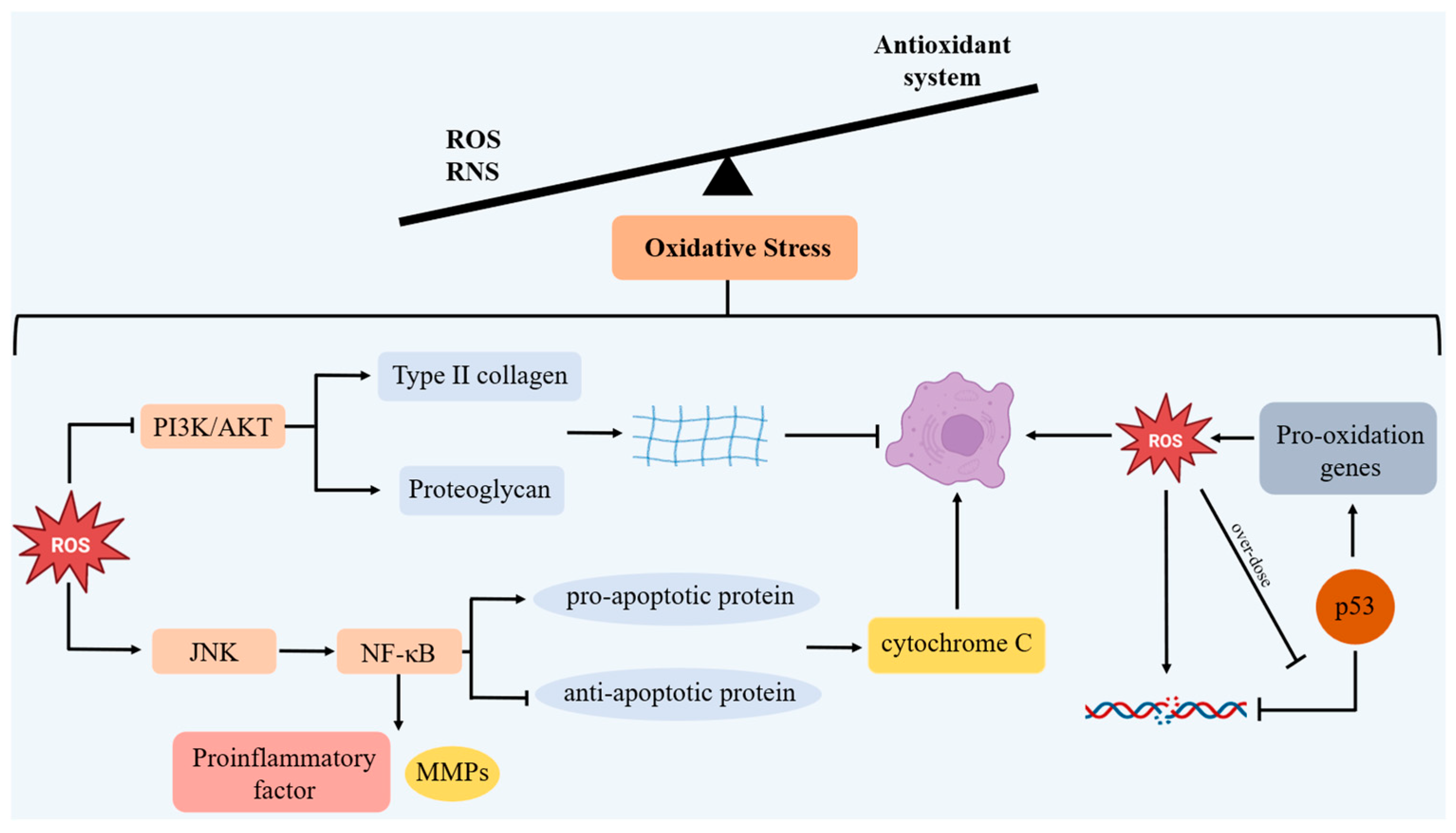 Antioxidants 14 01228 g002 Antioxidants 14 01228 g002