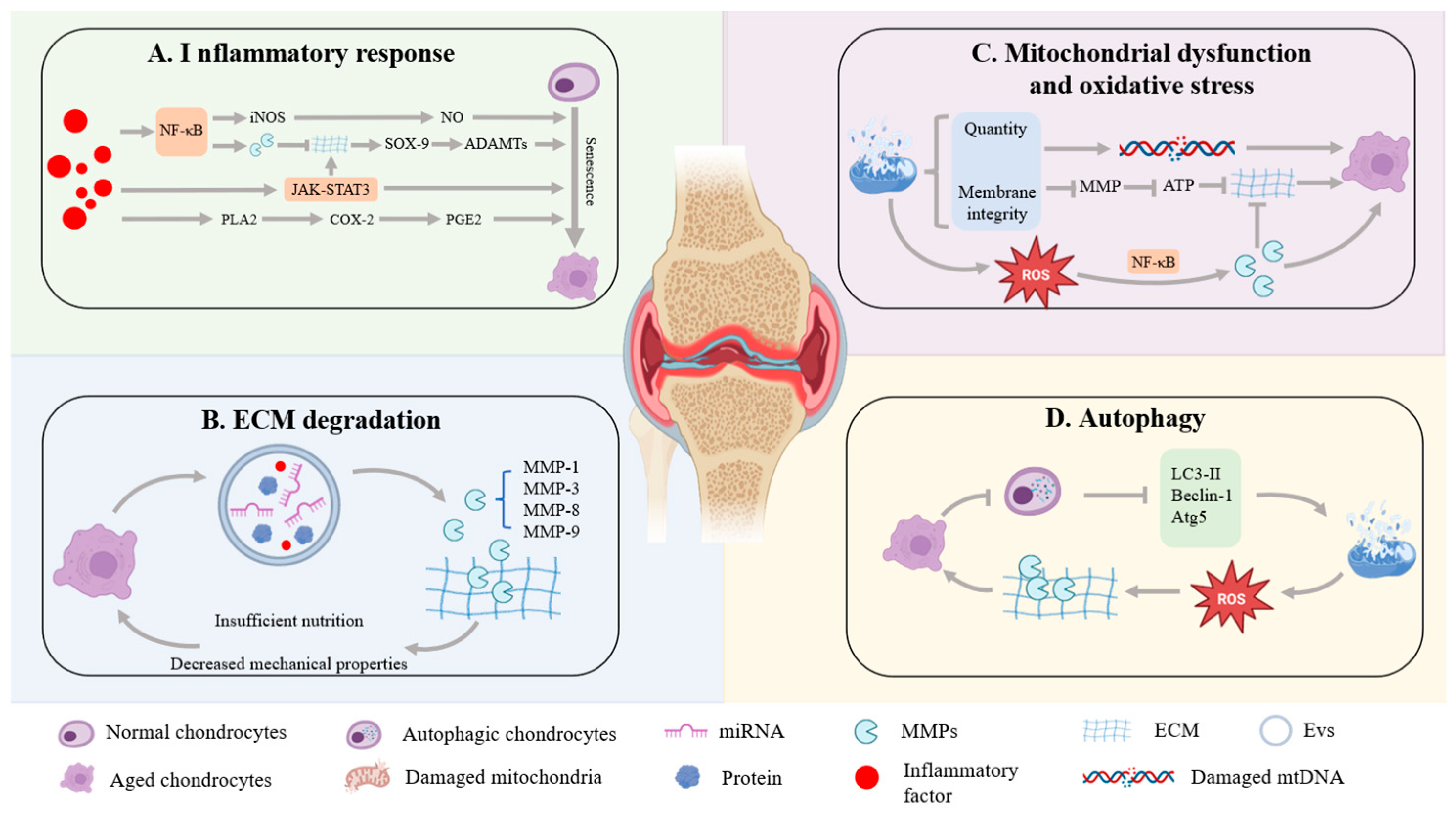 Antioxidants 14 01228 g003 Antioxidants 14 01228 g003