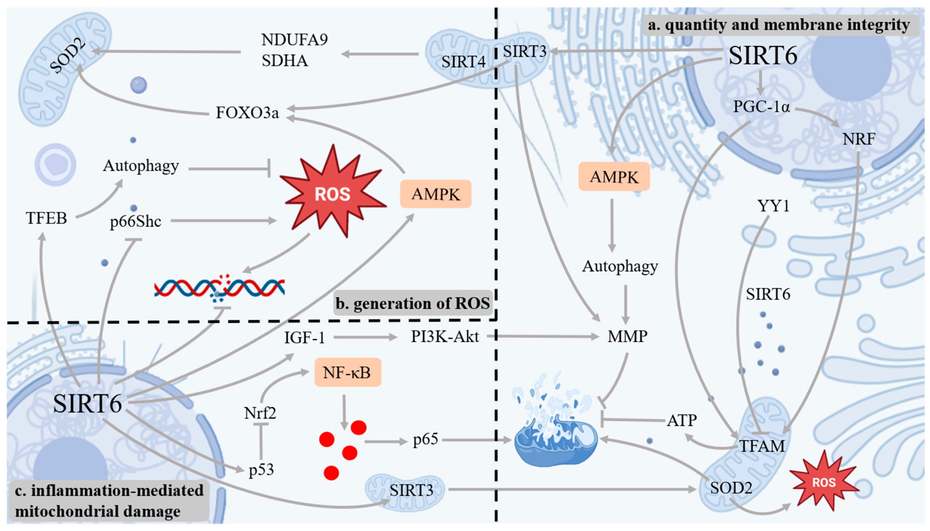 Antioxidants 14 01228 g004 Antioxidants 14 01228 g004