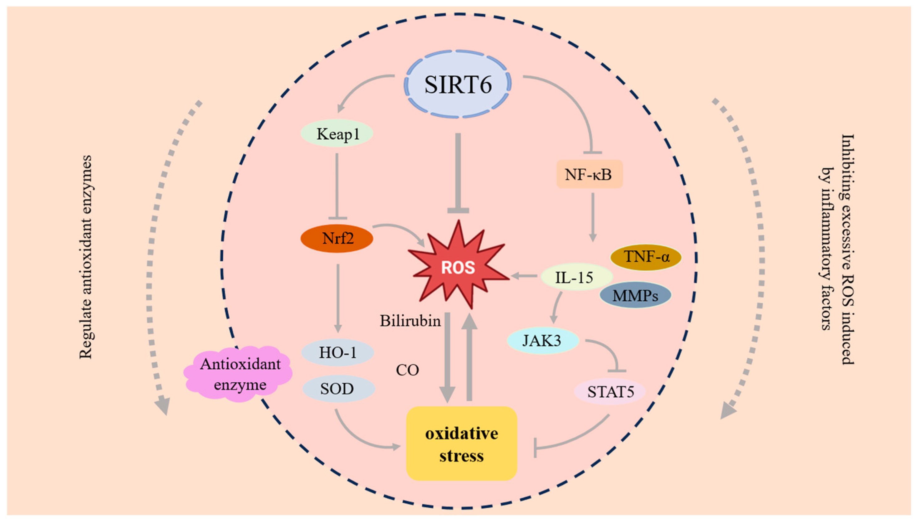 Antioxidants 14 01228 g005 Antioxidants 14 01228 g005