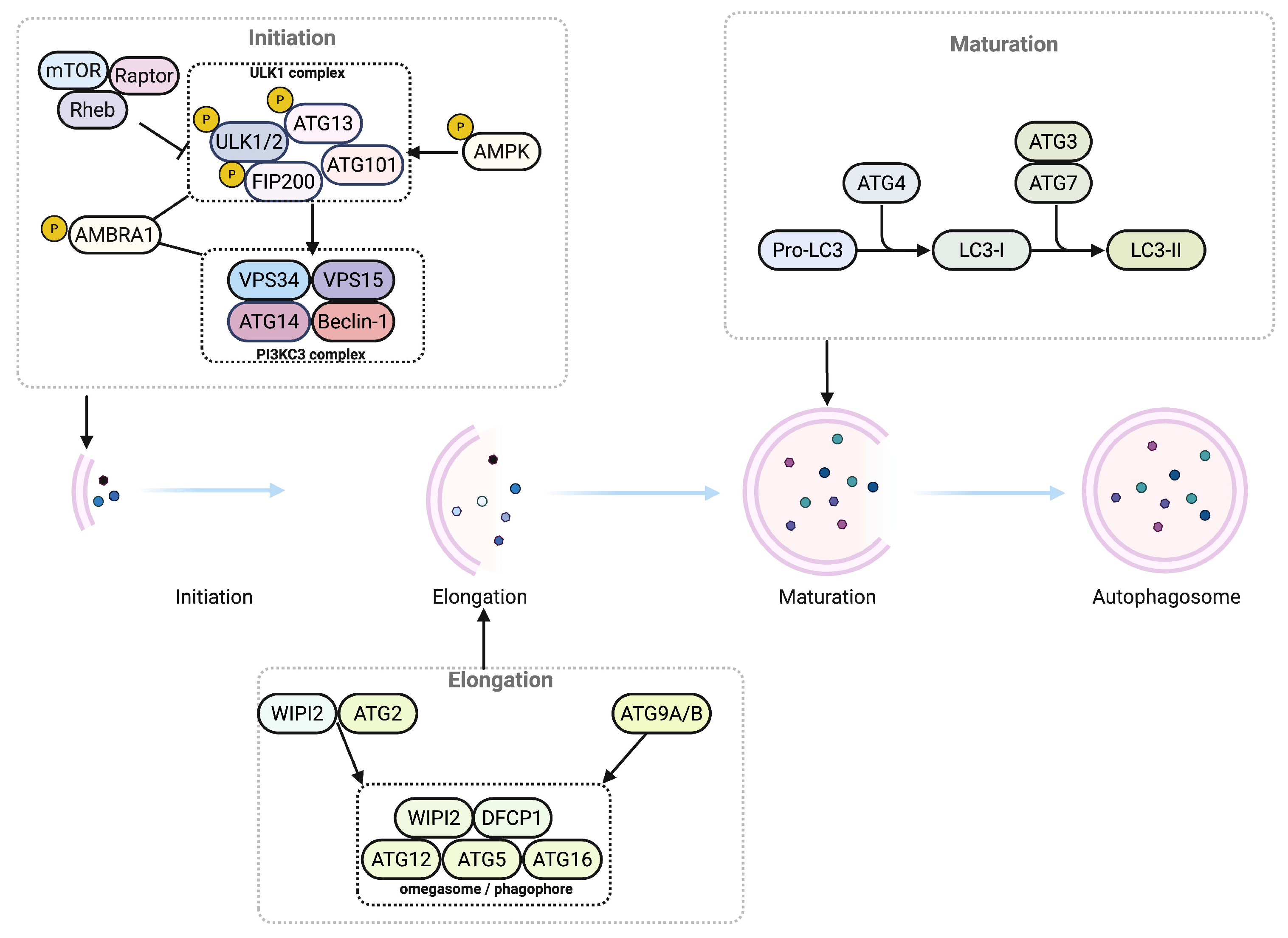 Antioxidants 14 01263 g001 Antioxidants 14 01263 g001