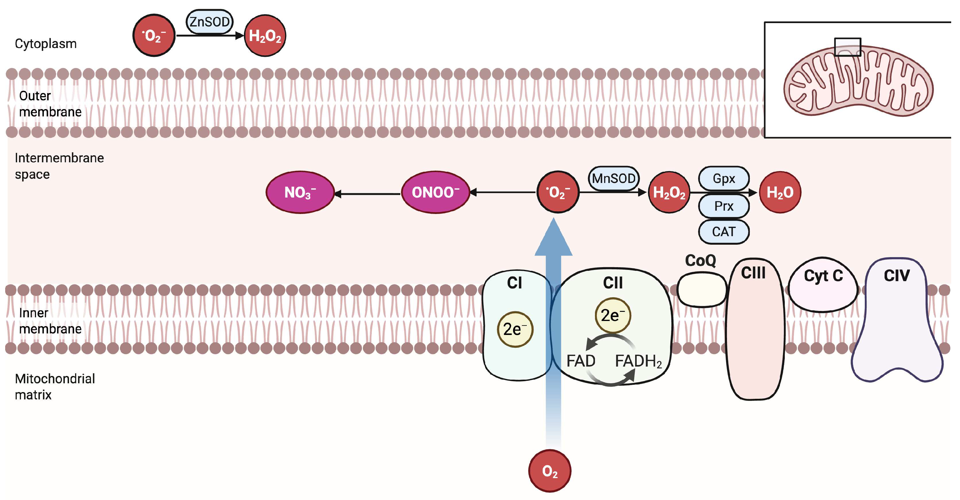 Antioxidants 14 01263 g002 Antioxidants 14 01263 g002