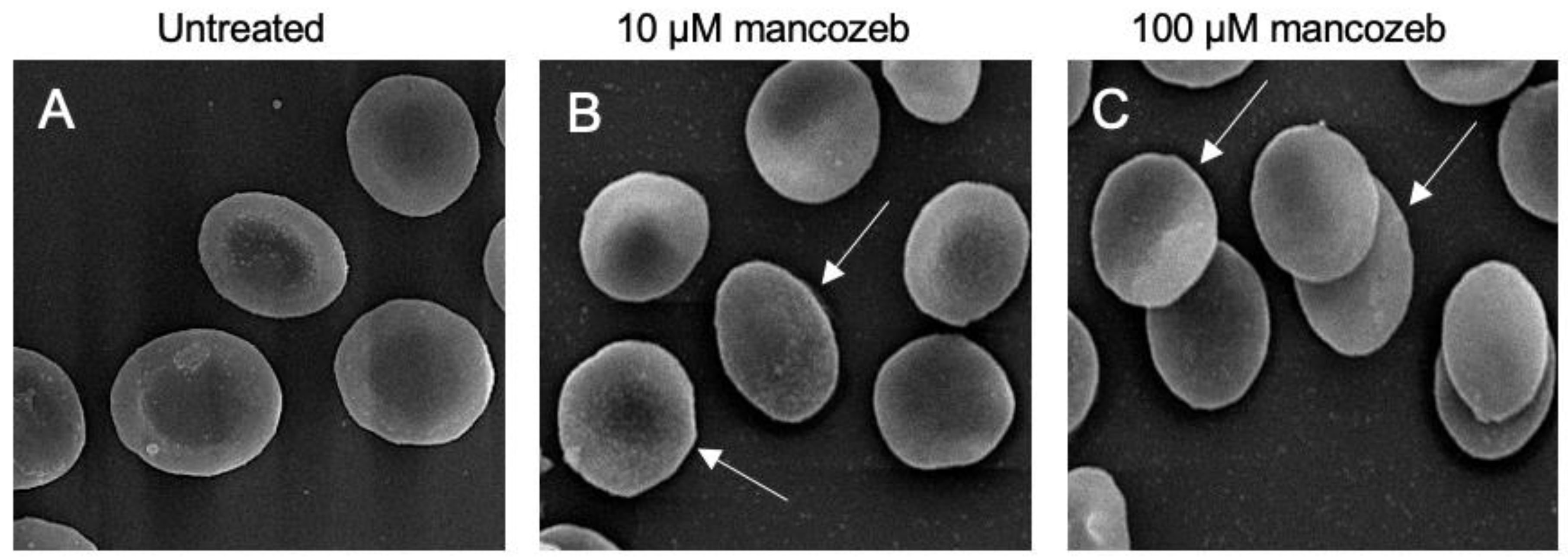 Antioxidants 14 01274 g001 Antioxidants 14 01274 g001