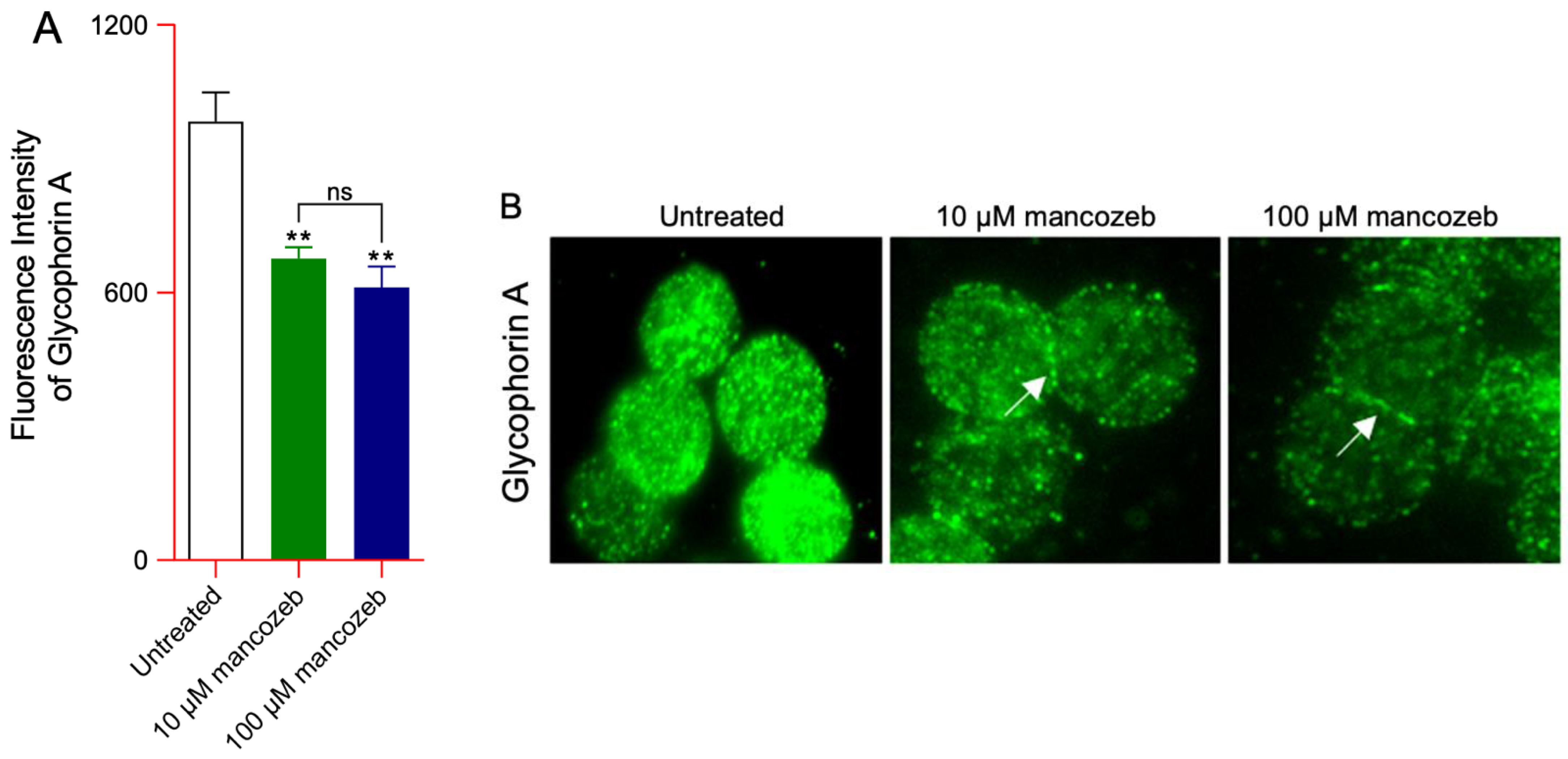 Antioxidants 14 01274 g003 Antioxidants 14 01274 g003