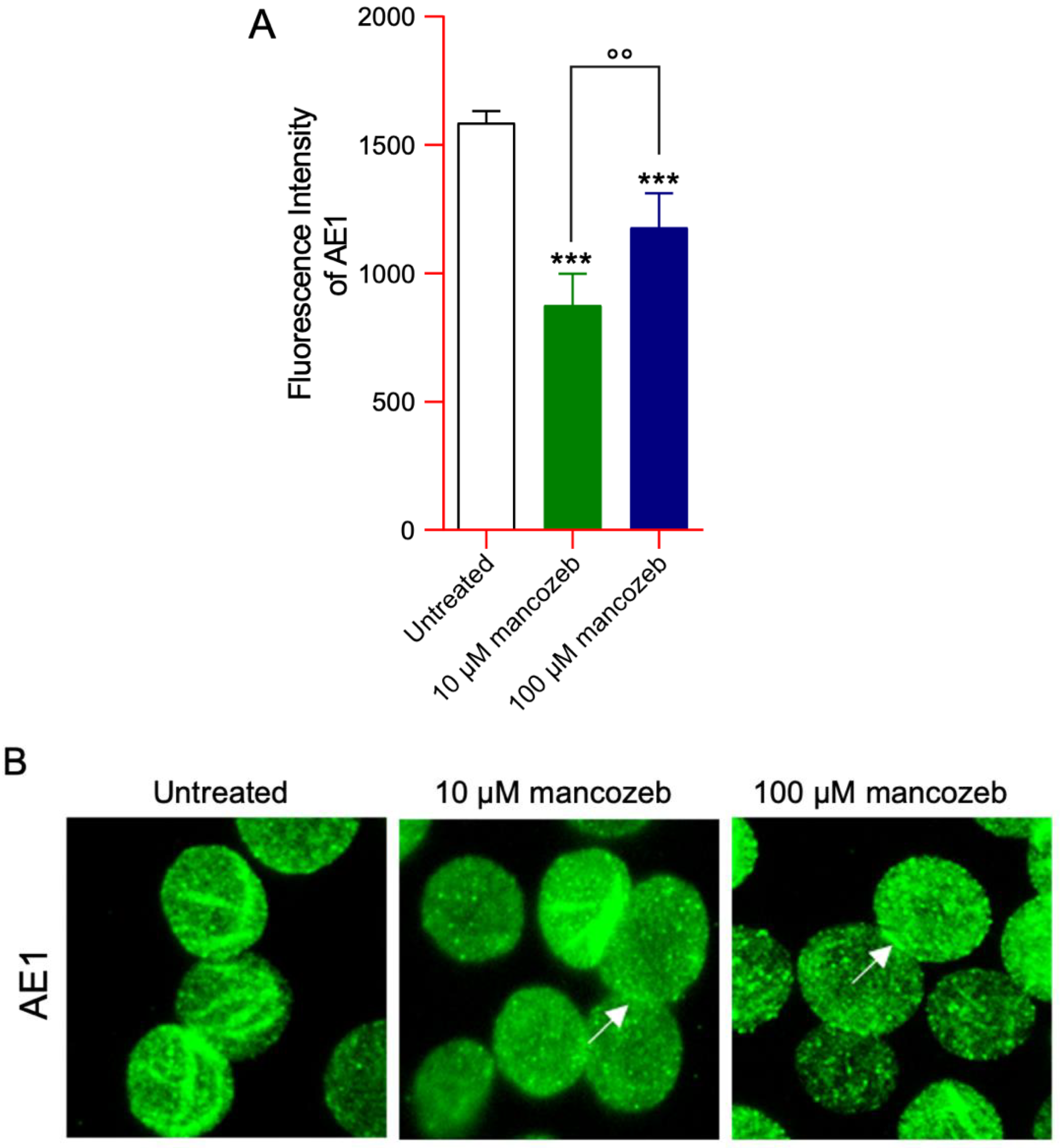 Antioxidants 14 01274 g011 Antioxidants 14 01274 g011