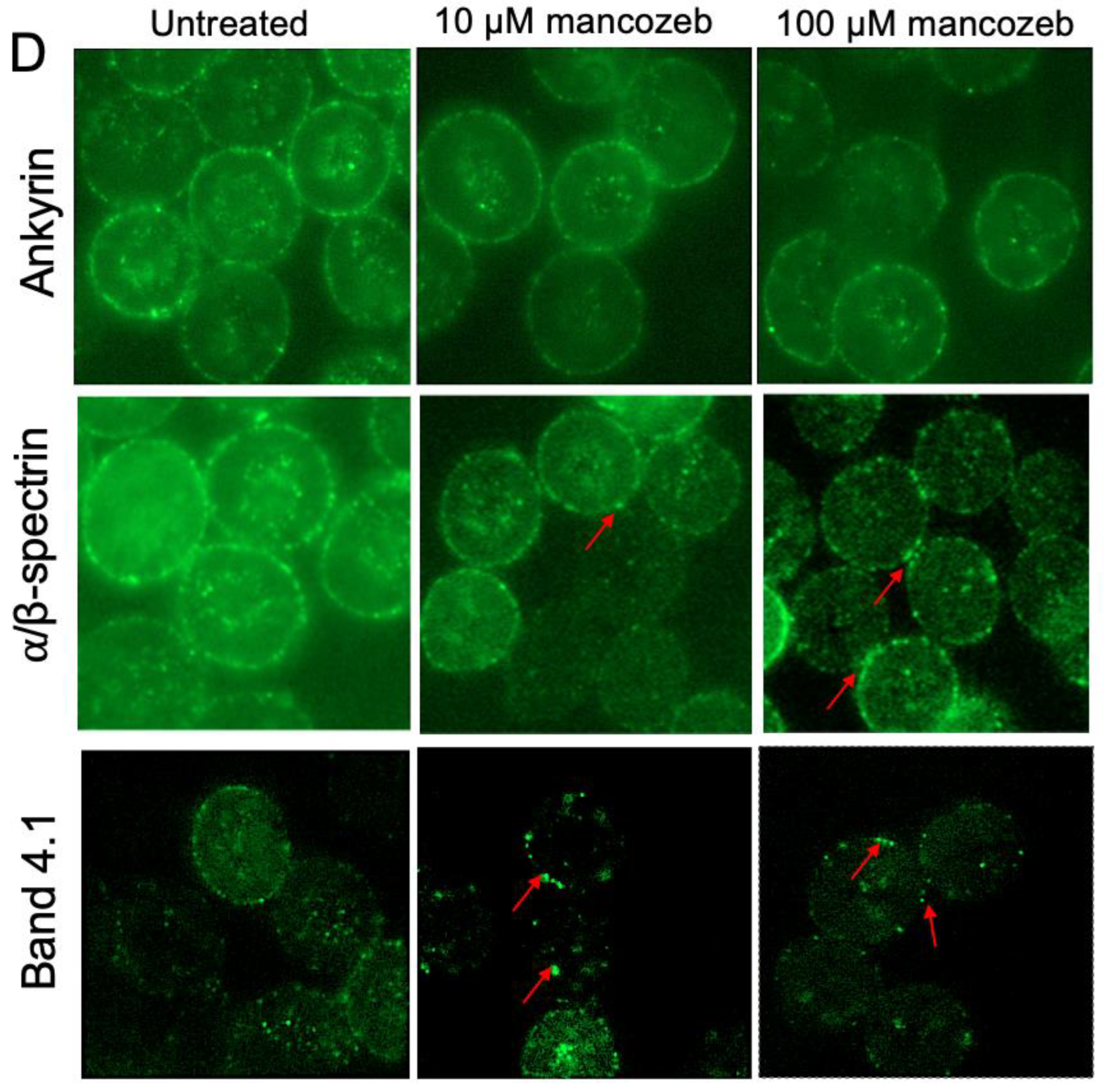 Antioxidants 14 01274 g013b Antioxidants 14 01274 g013b