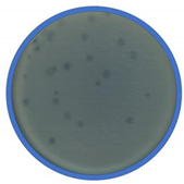 Applmicrobiol 01 00021 i006