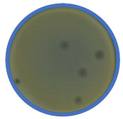 Applmicrobiol 01 00021 i012