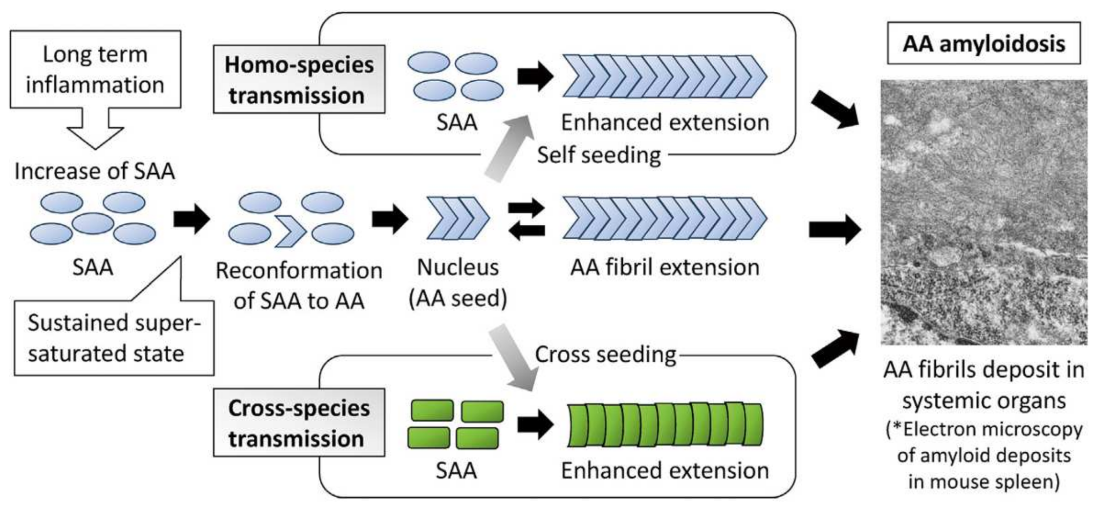 Applmicrobiol 02 00054 g003