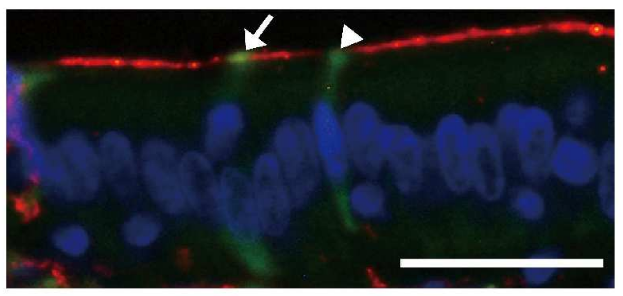Applmicrobiol 02 00054 g004