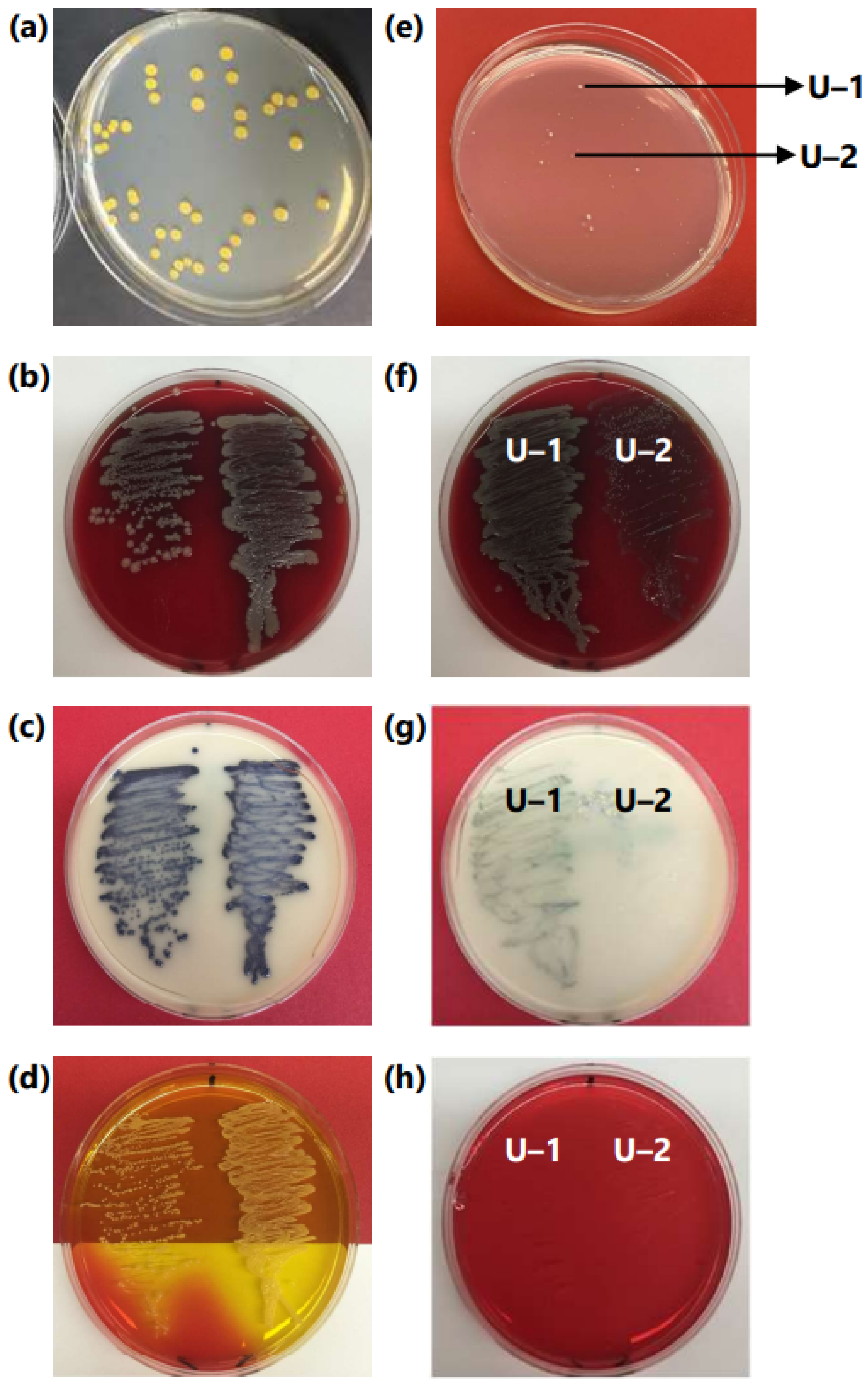 Applmicrobiol 03 00009 g005