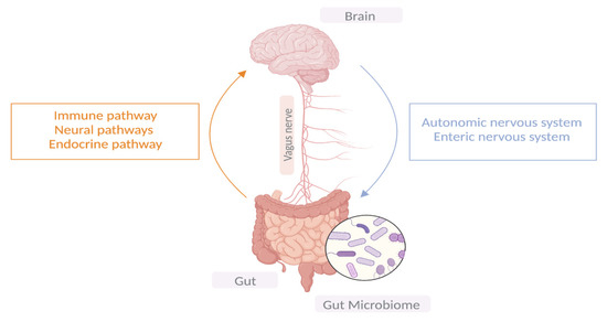 How the first brain (the brain in the gut) controls gut movements