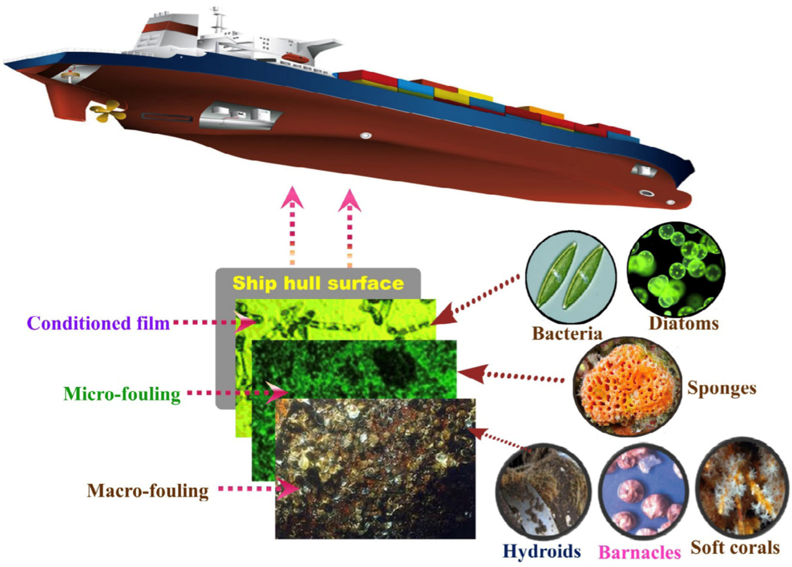 Applmicrobiol 03 00044 g007