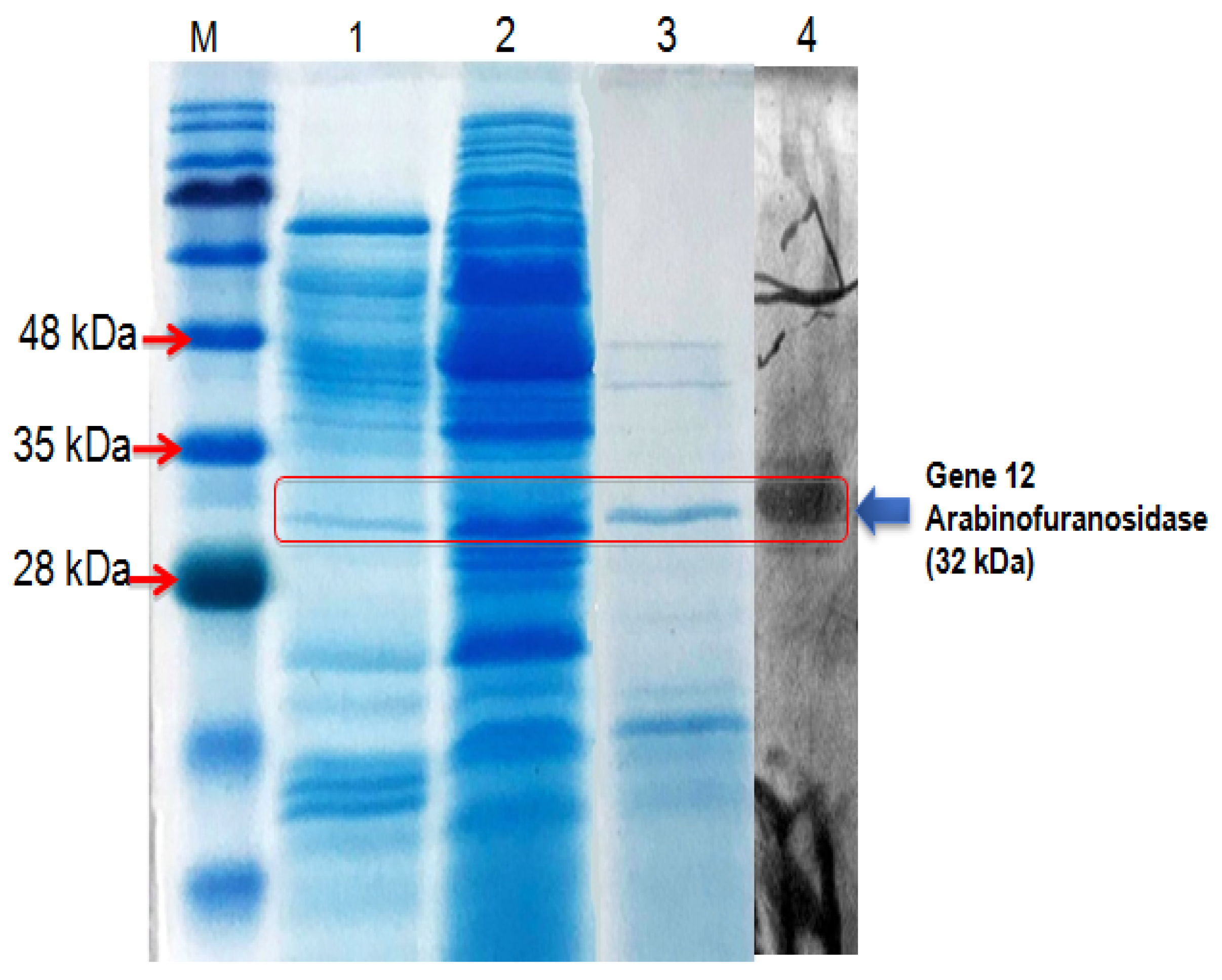 Applmicrobiol 03 00080 g005