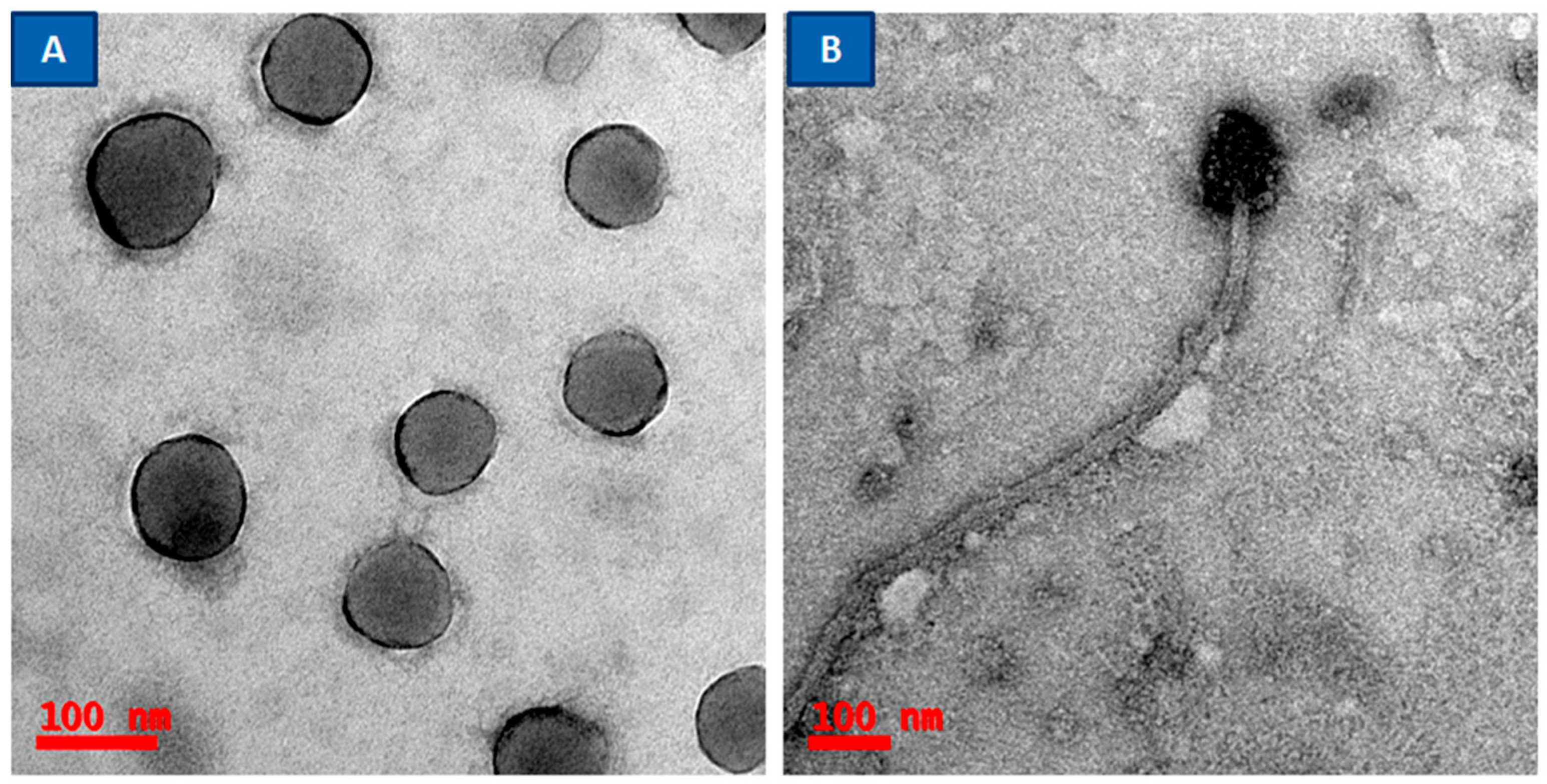 Applmicrobiol 04 00085 g003