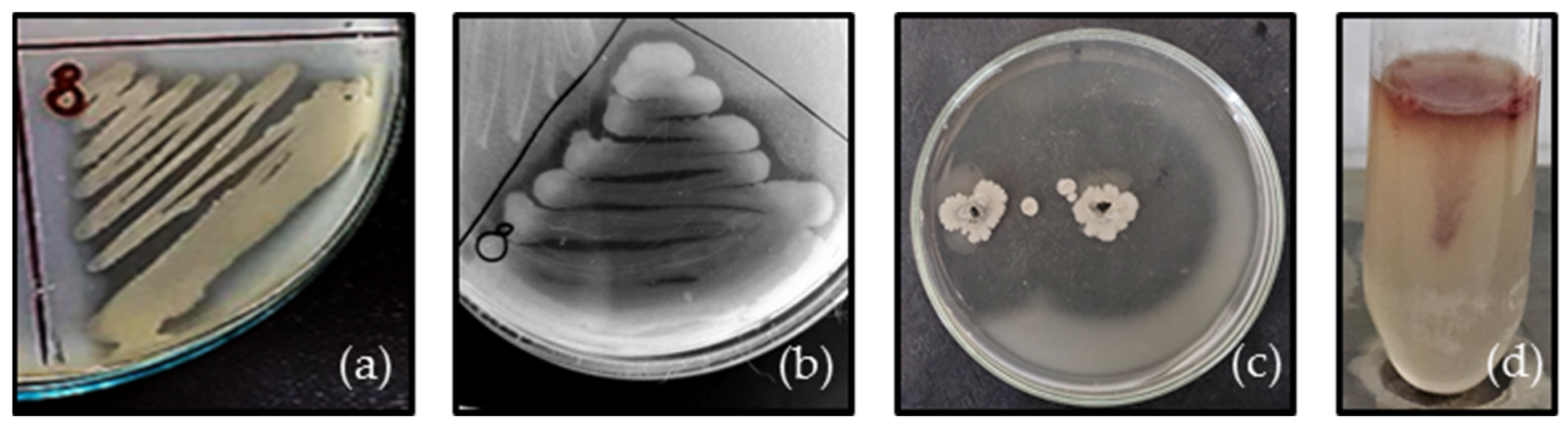 Applmicrobiol 04 00096 g003 Applmicrobiol 04 00096 g003