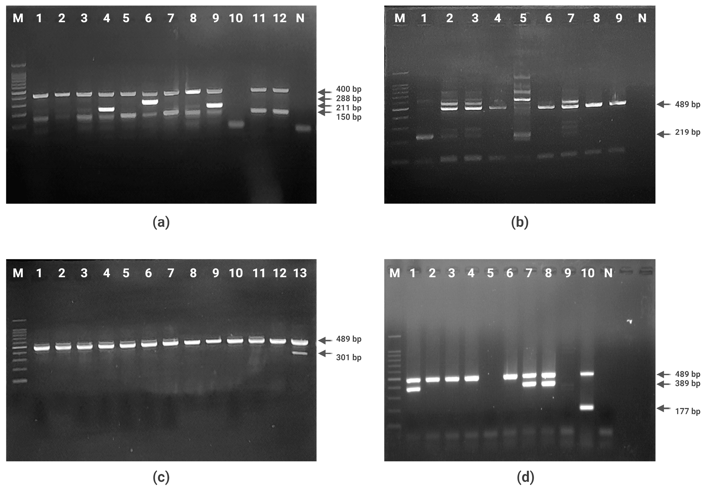Applmicrobiol 05 00003 g001