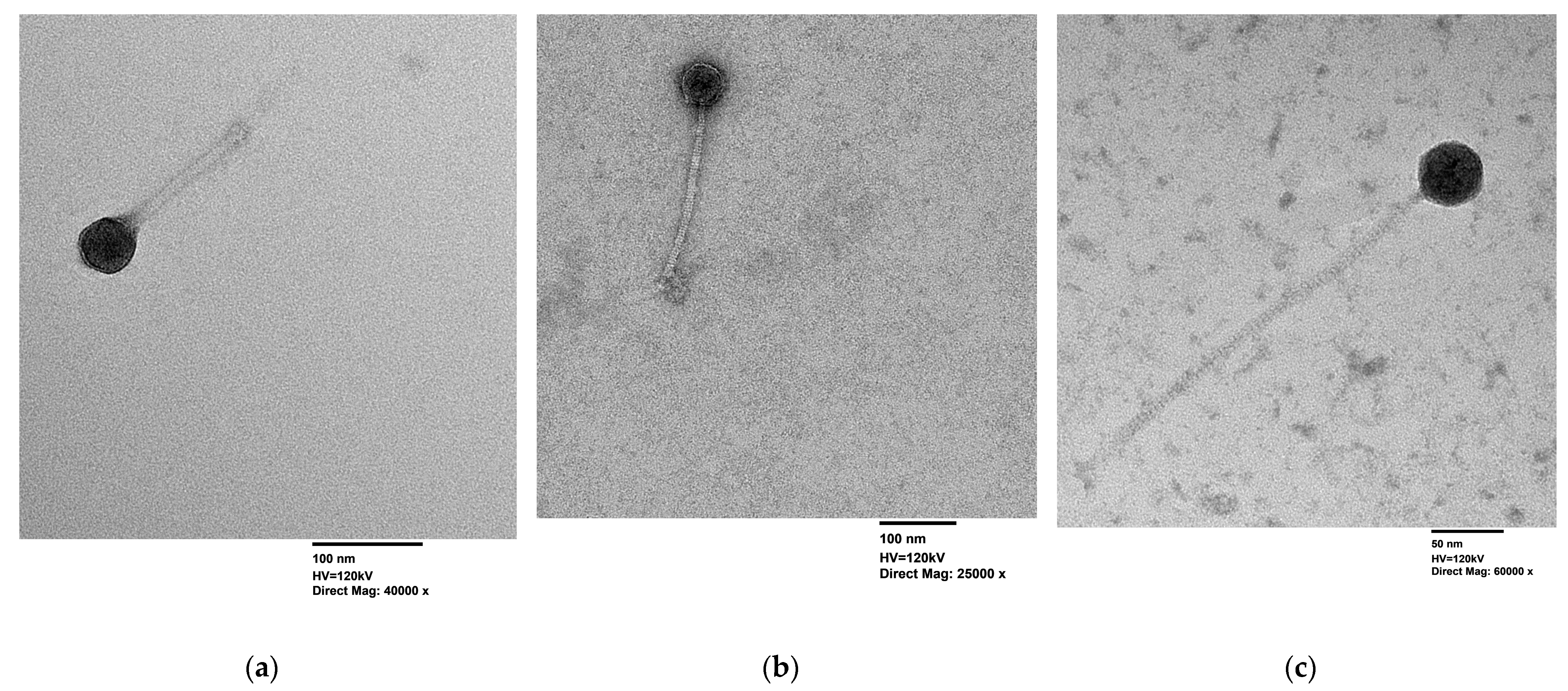 Applmicrobiol 05 00028 g004