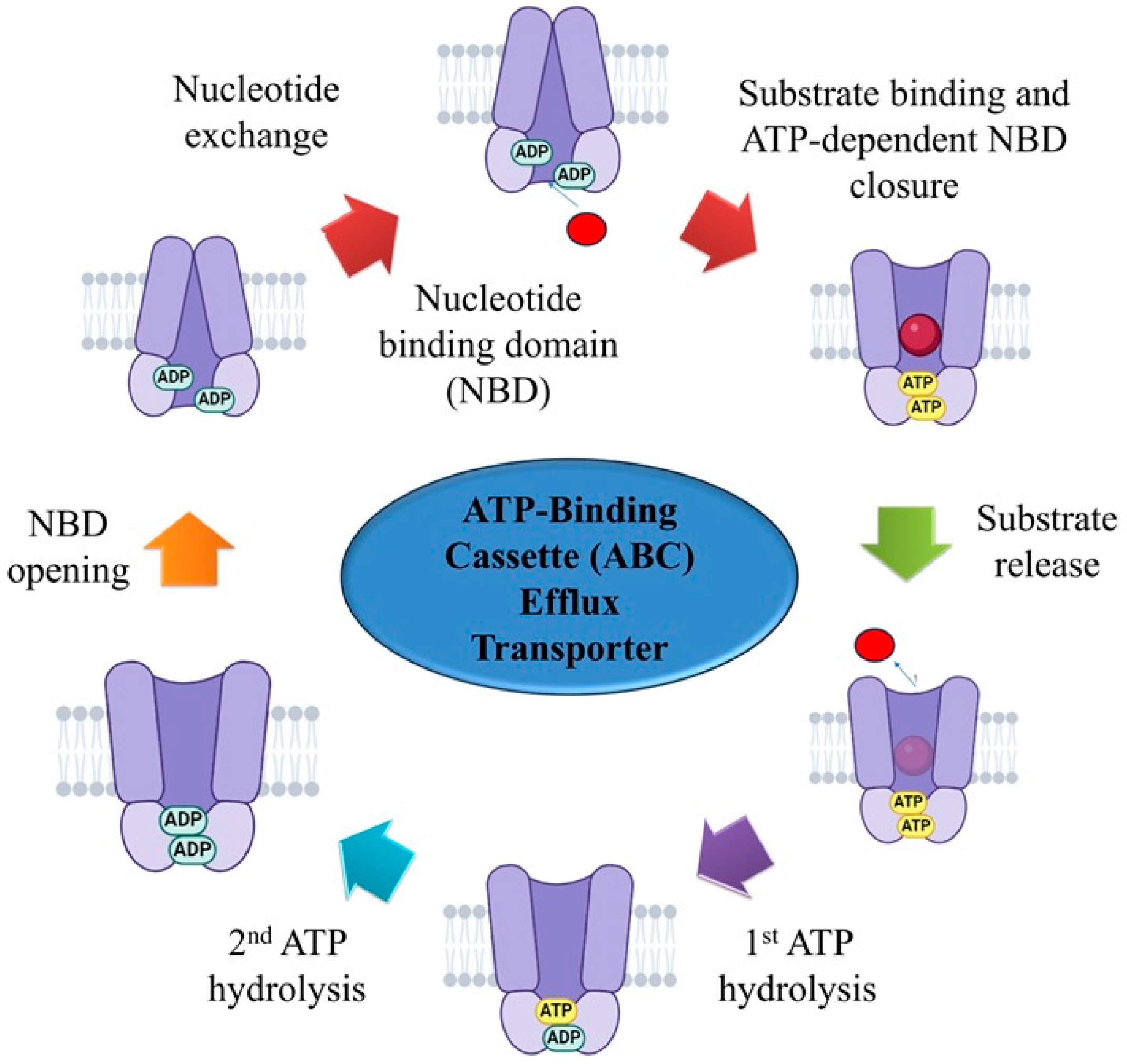 Applmicrobiol 05 00079 g002 Applmicrobiol 05 00079 g002
