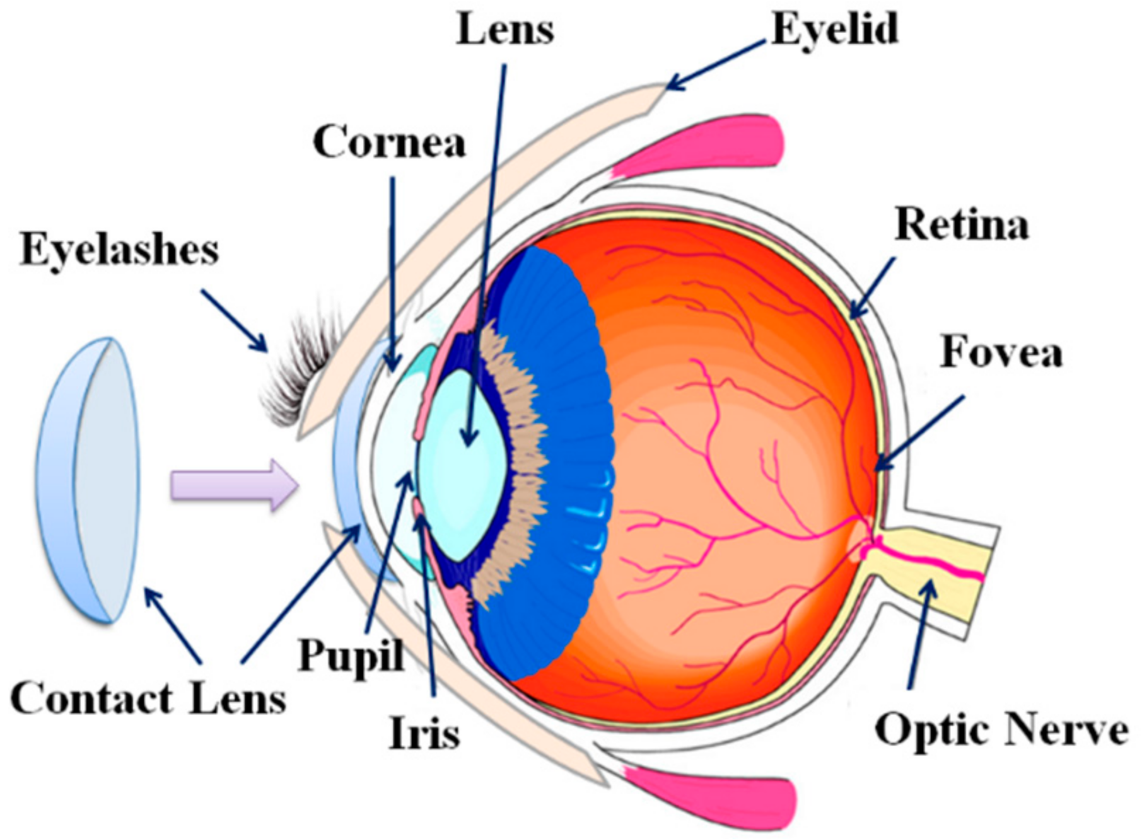 Applied Sciences Free Full Text Finite Element Modeling Of An Elderly Person S Cornea And Rigid Gas Permeable Contact Lenses For Presbyopic Patients Html