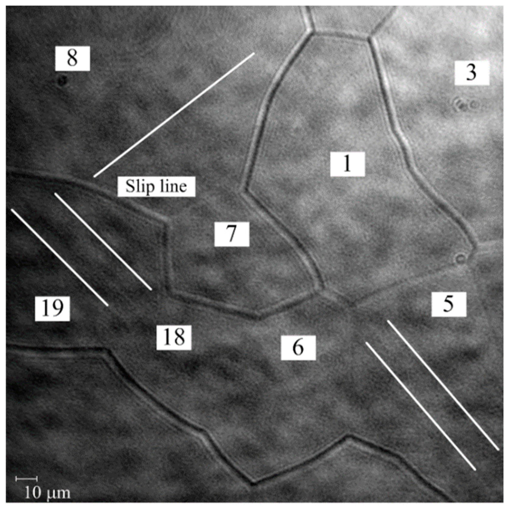 Applied Sciences | Free Full-Text | Microscopic Elastic and Plastic  Inhomogeneous Deformations and Height Changes on the Surface of a  Polycrystalline Pure-Titanium Plate Specimen under Cyclic Tension | HTML