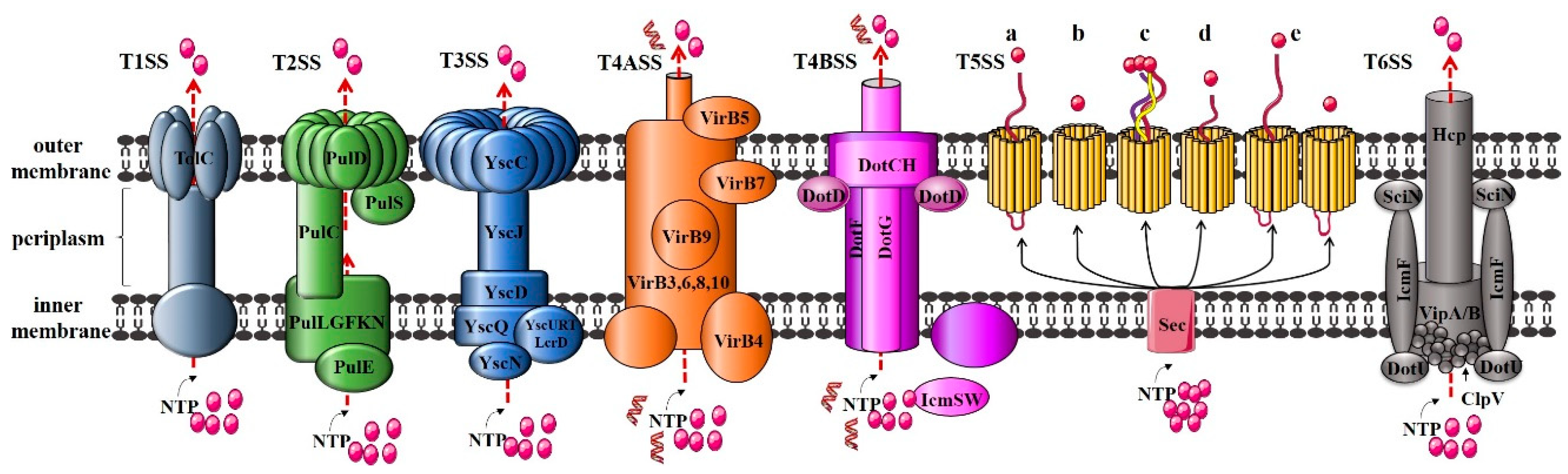 Advances in the Assembly Model of Bacterial Type IVB Secretion Systems