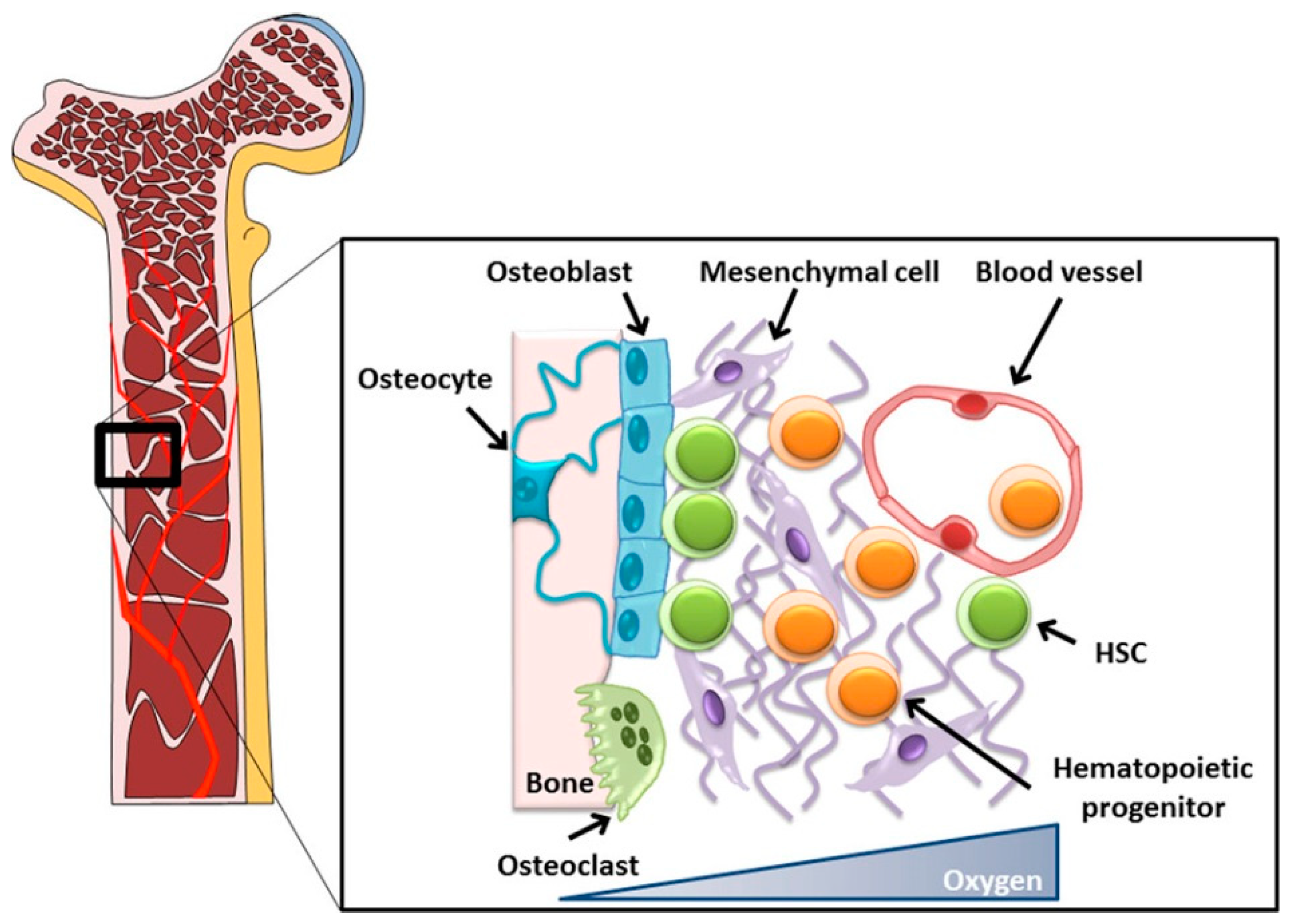 Applied Sciences | Free Full-Text | Bone Tissue Engineering Using Human  Cells: A Comprehensive Review on Recent Trends, Current Prospects, and  Recommendations | HTML